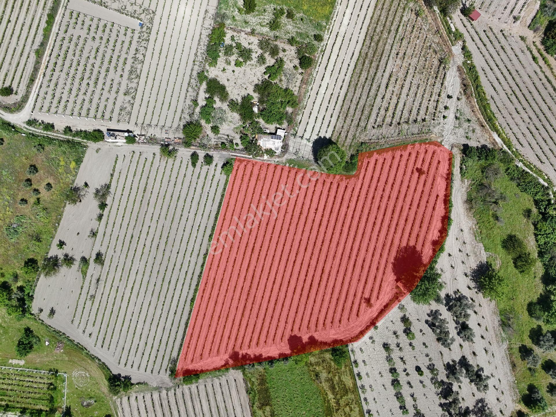 Kuşadası Kirazlı'da Satılık Üzüm Bağı Ana Yola 200 Mt