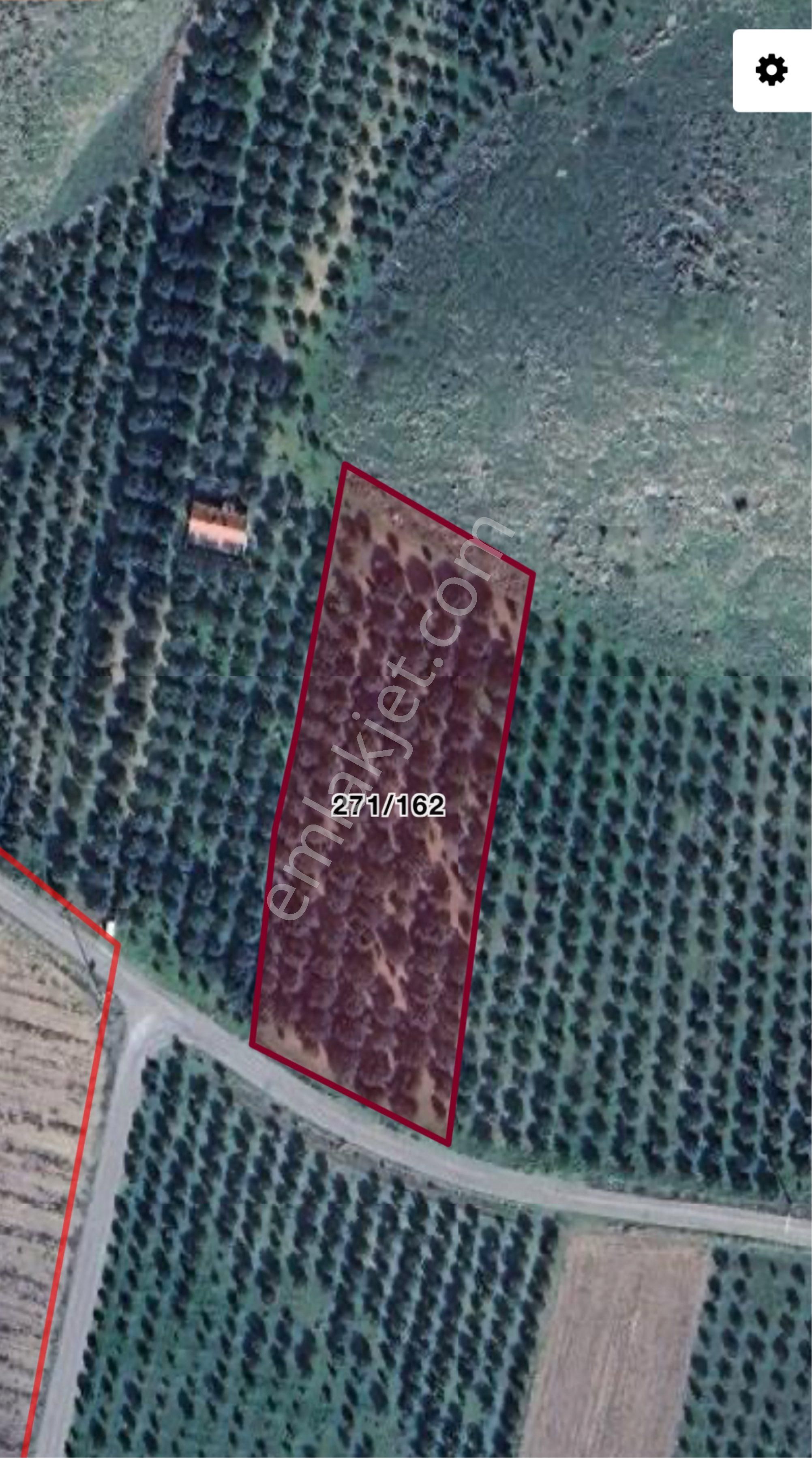 Kayalıoğlu Mah. Satılık Zeytinlik 6 Dönüm