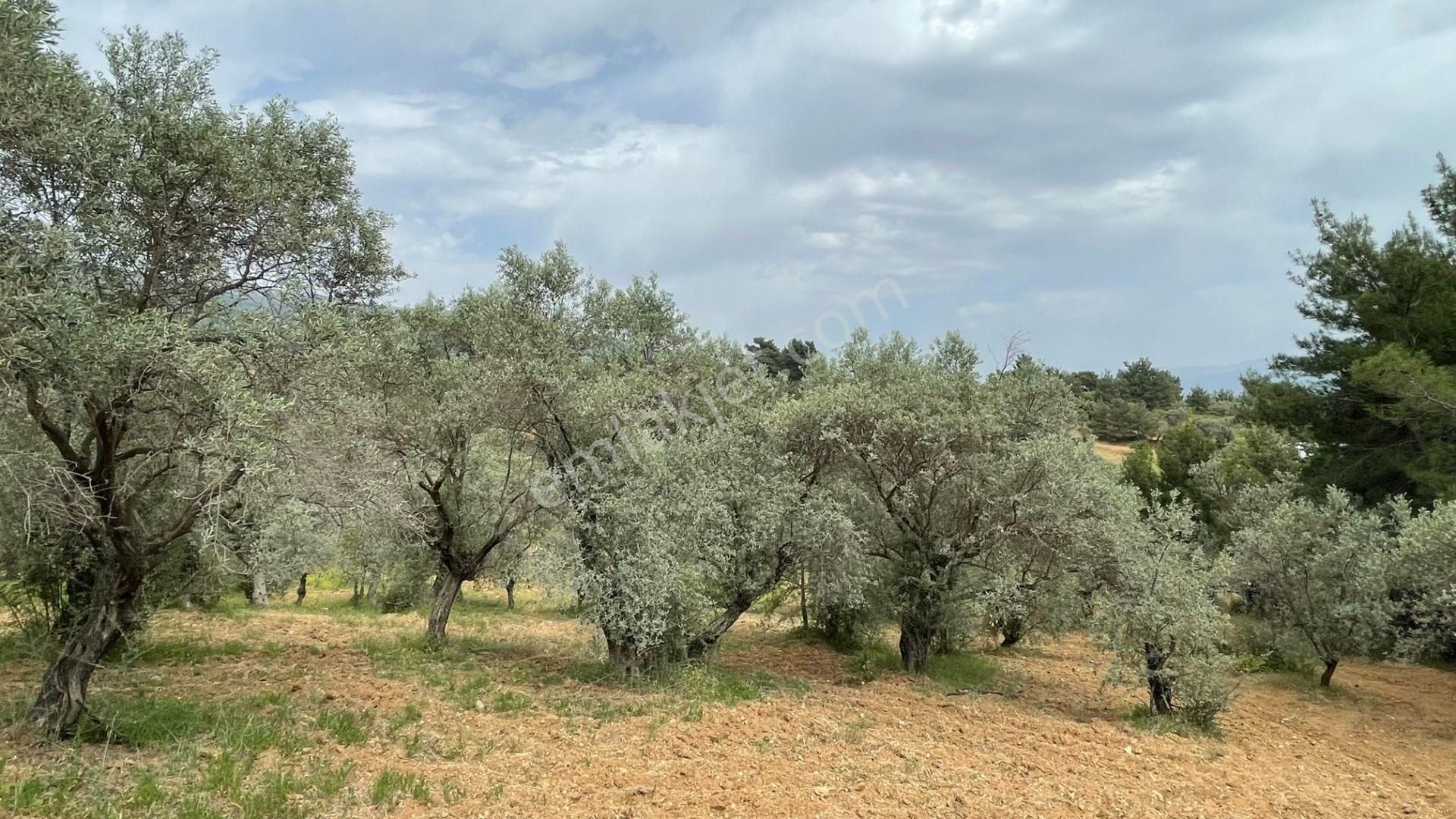 Kemalpaşa Ansızca'da Kuyucak Sınırında Satılık 7218m2 Zeytinlik