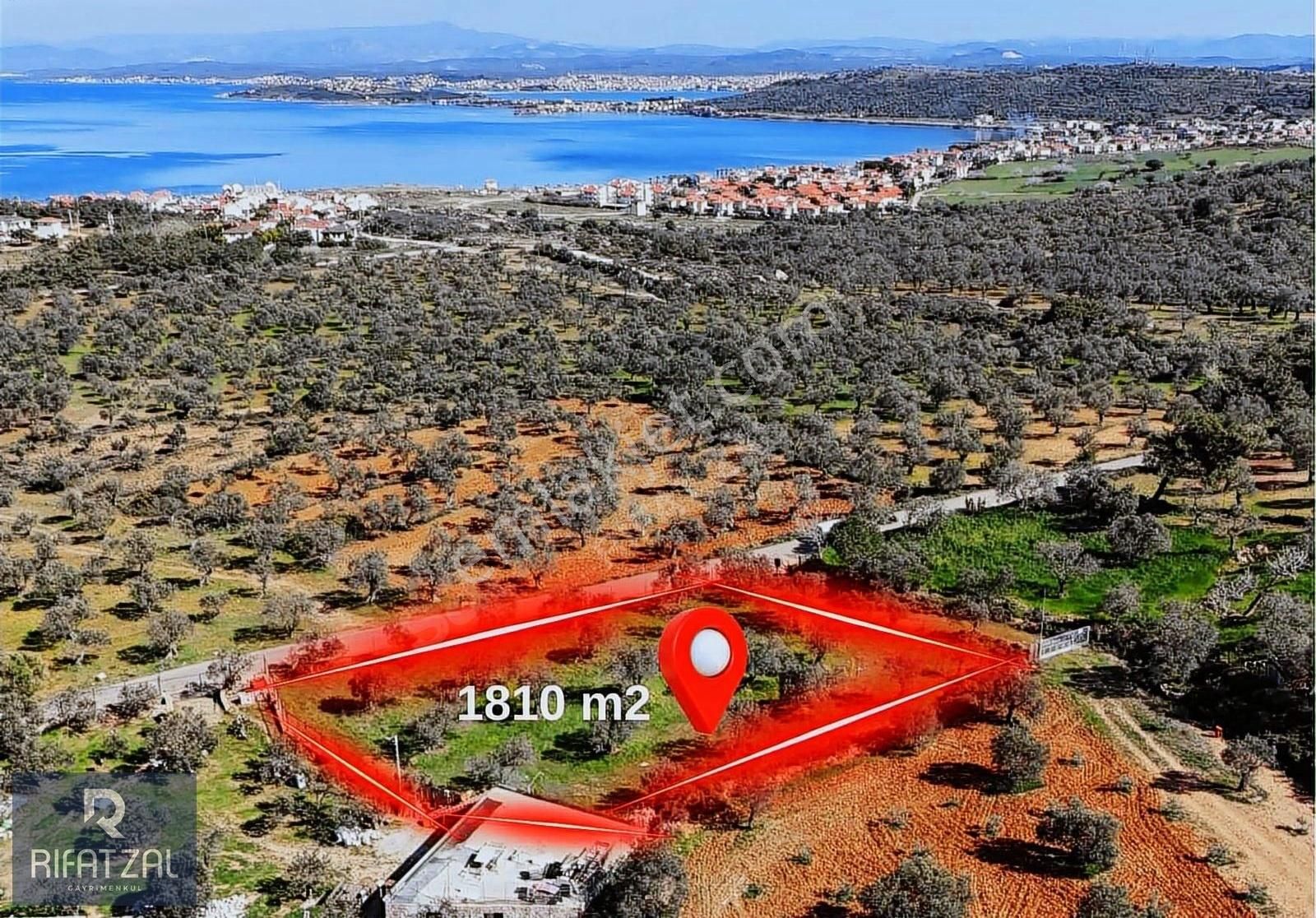 Ayvalık Namıkkemal Mah. Satılık 1810 M2 Yol Cepheli Zeytinlik
