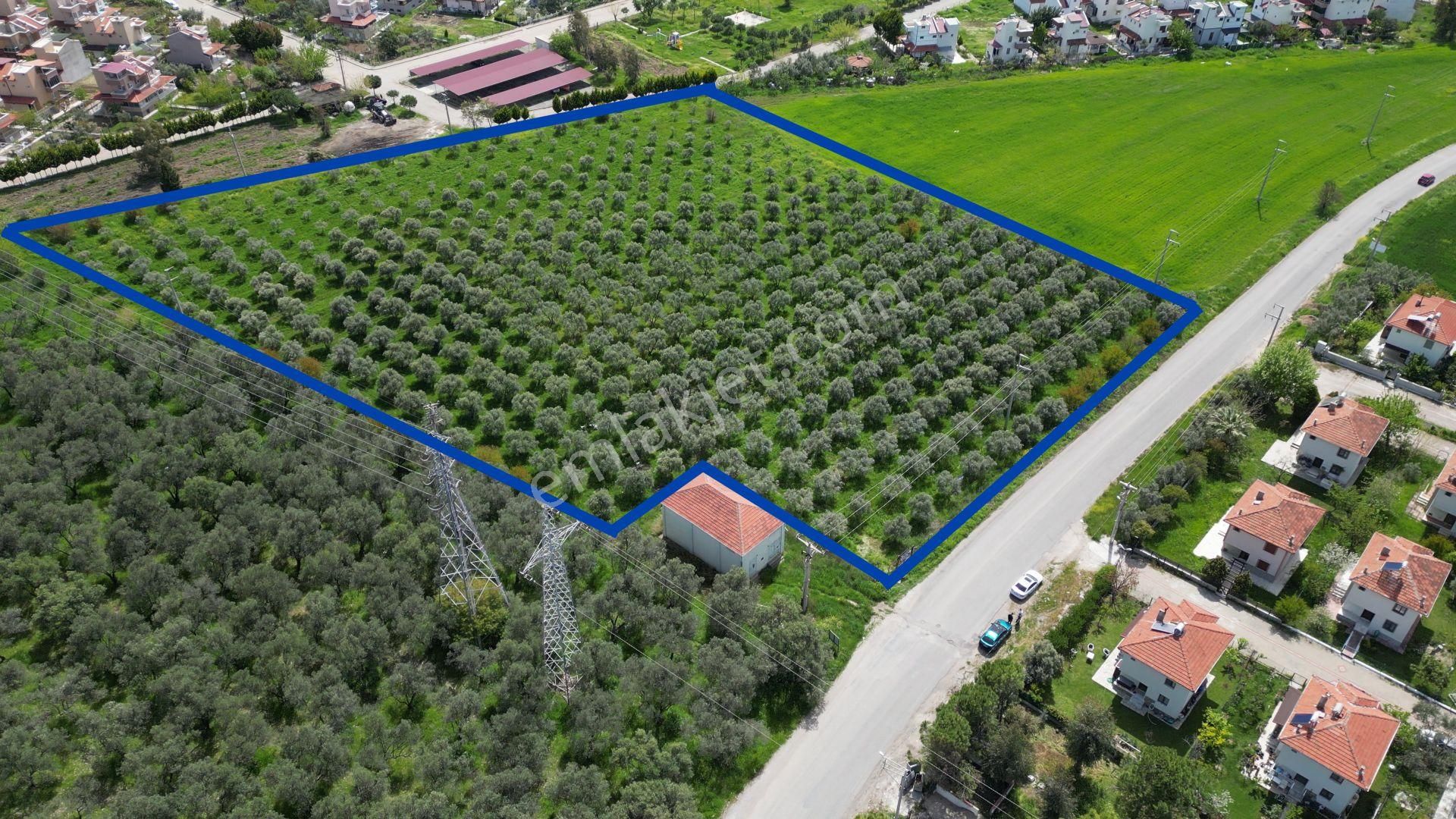 İzmir Dikili Salihleraltında 15.042 M² Satılık Arazi - Görsel 20