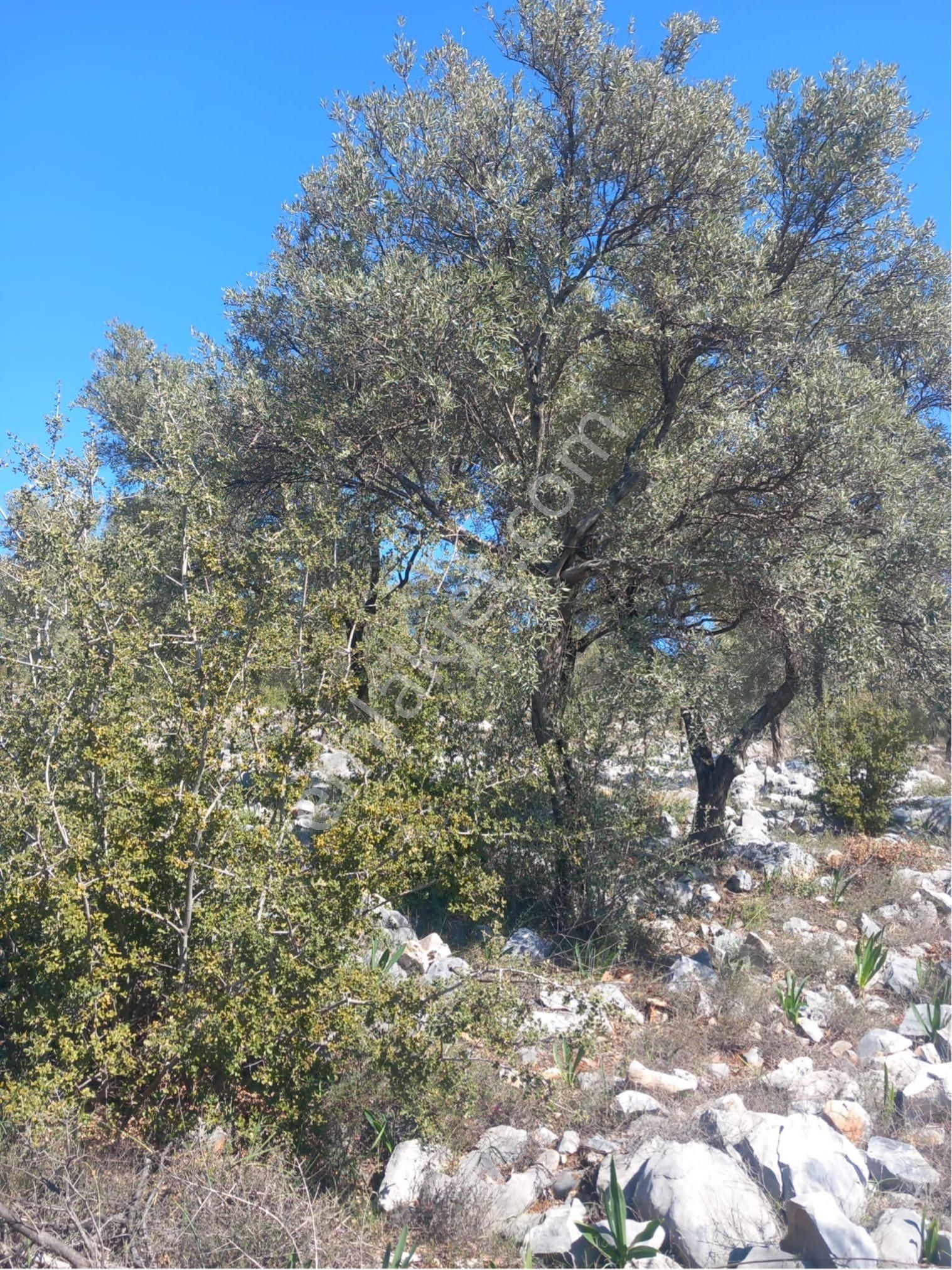 Doğadan Milas Kalınağılda Kupon Yatırımlık Zeytinlik