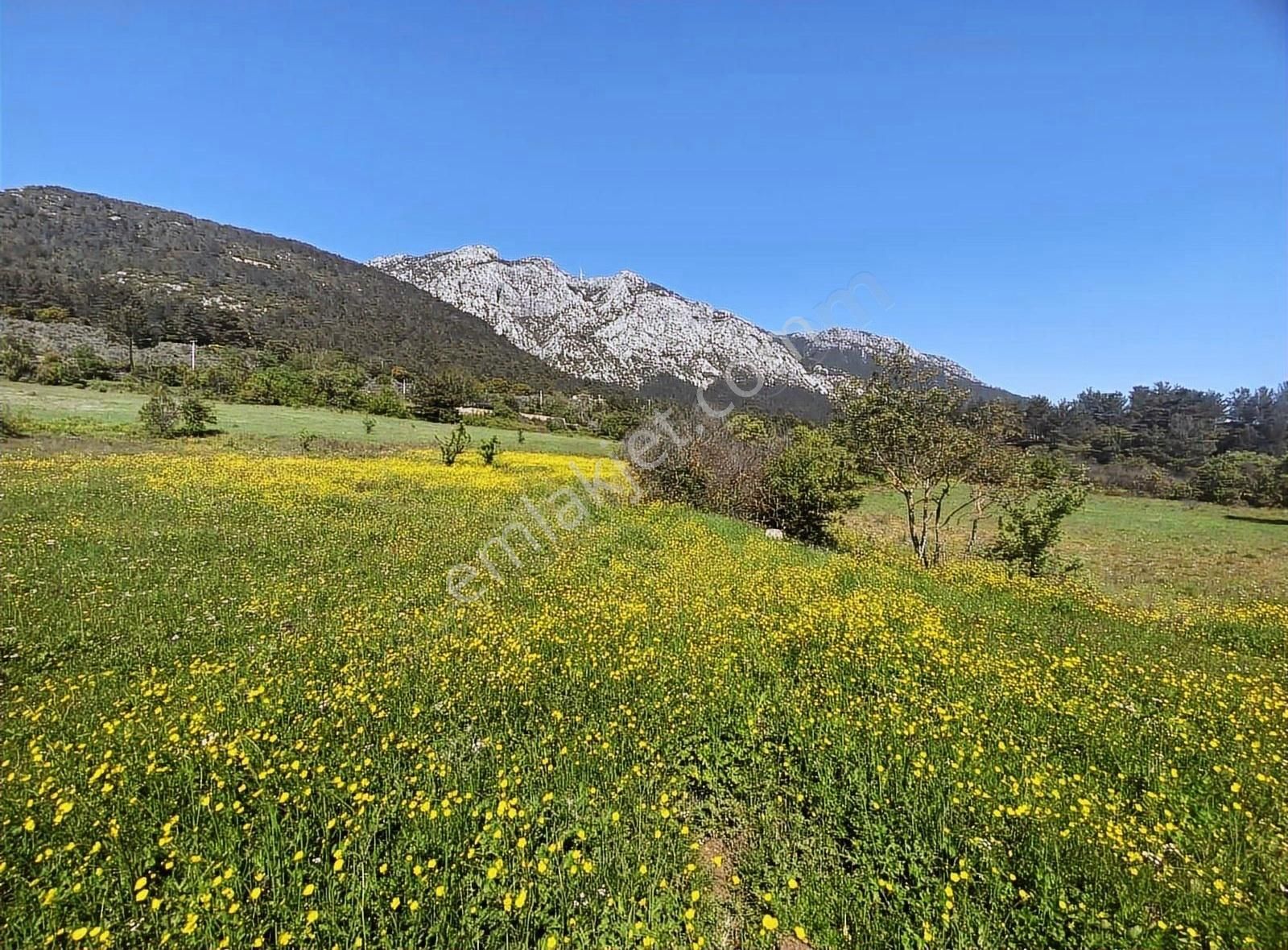 Muğla Yaraş Soda 'da İmar Sınırında 5850m2 Satılık Parsel