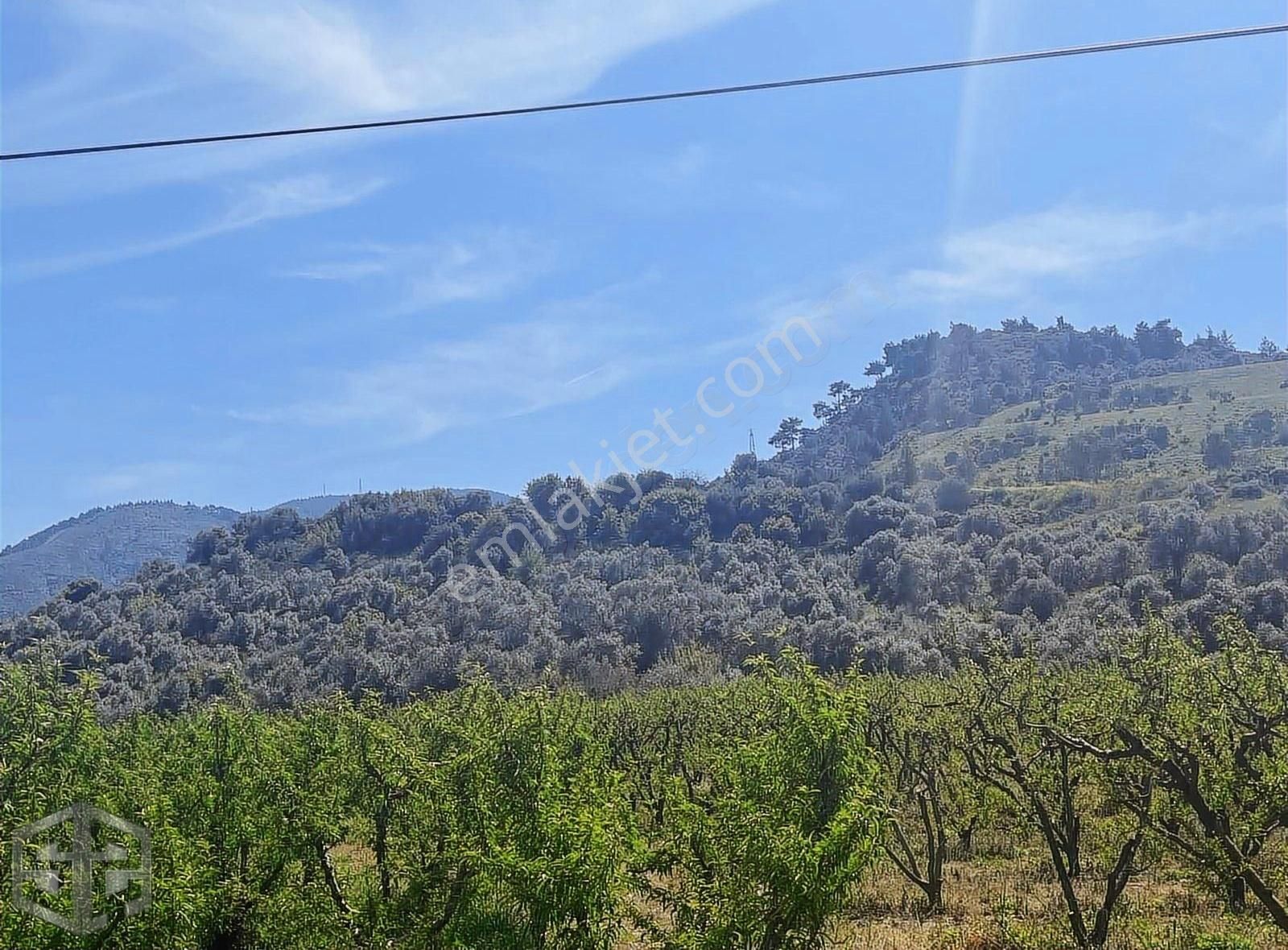 İzmir Tire Halka Pınar Köyünde 2.500 M2 Zeytinlik
