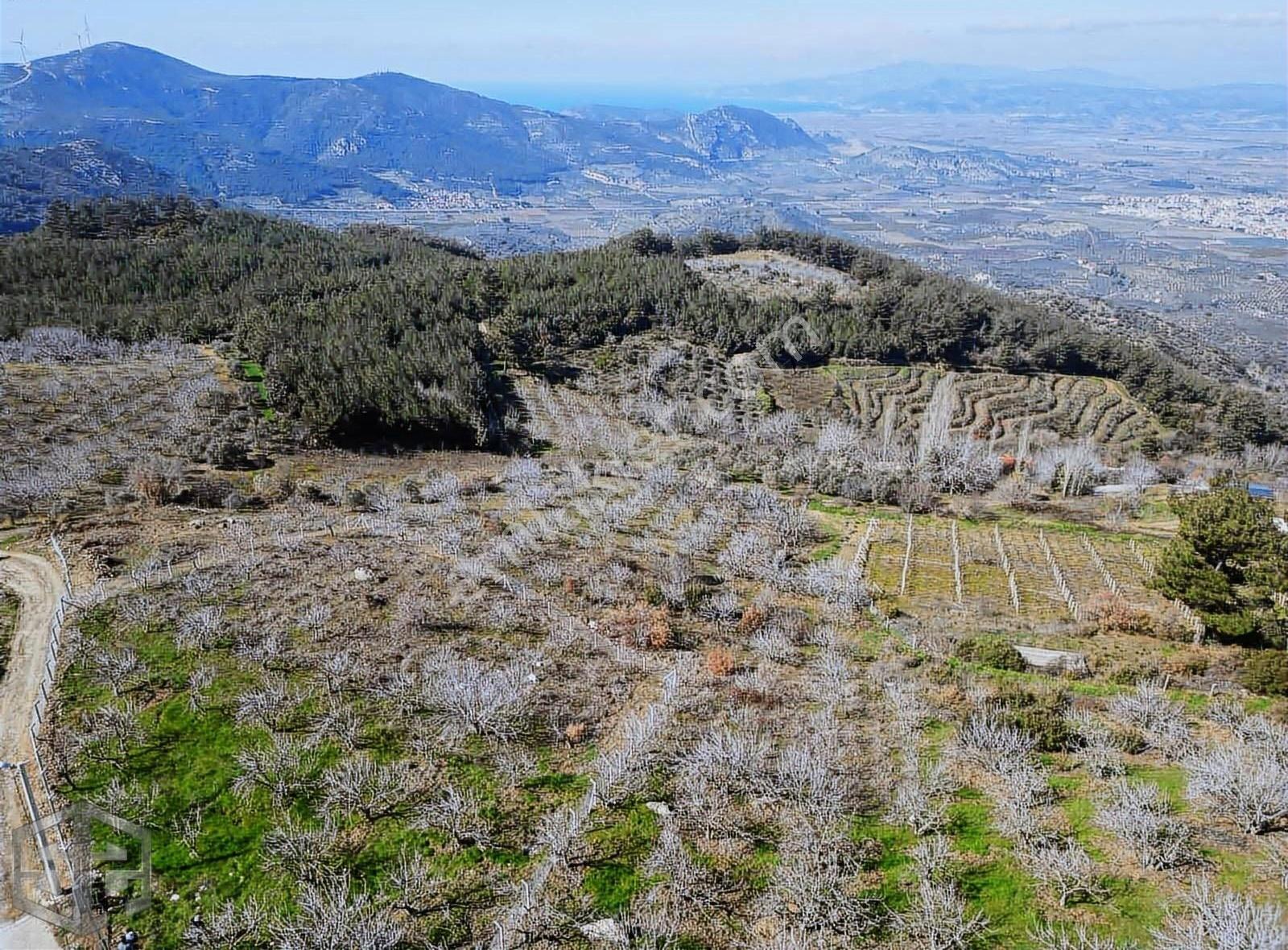İzmir Selçuk Kireçili Köyünde Manzaralı İncir Bahcesi 1640 M2 - Görsel 9
