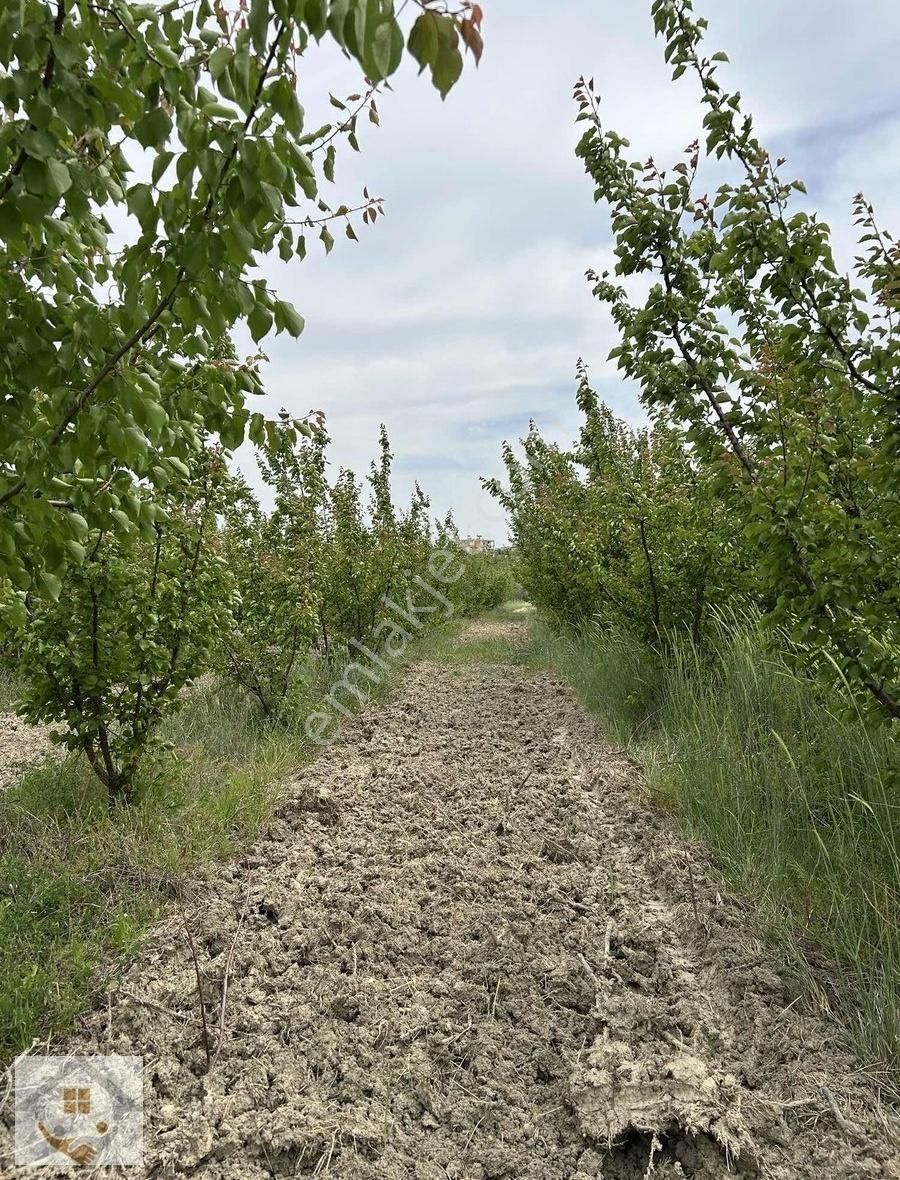 Karadiken De Satılık Kayısı Bahçesi