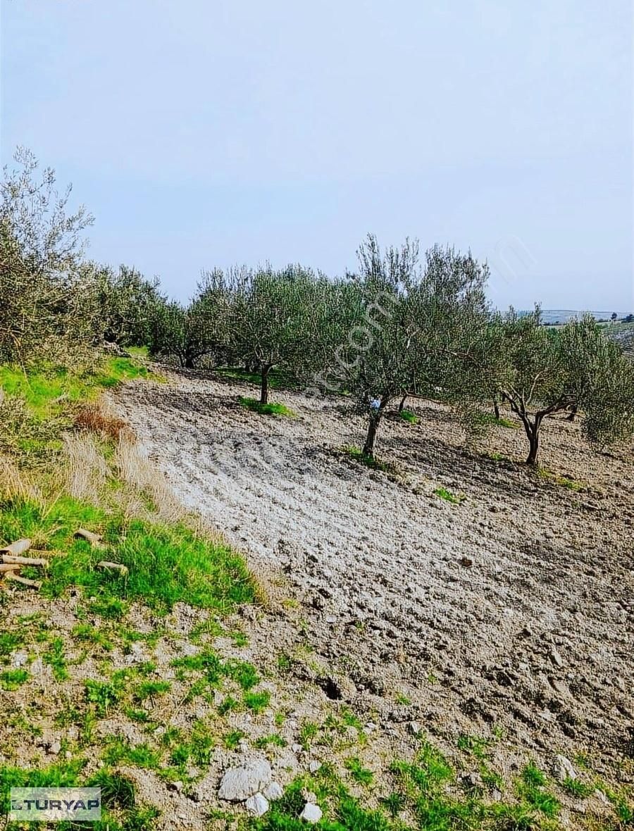 İzmir / Kınık / Arpaseki Köyünde 26.000 M2 Satılık Tarla