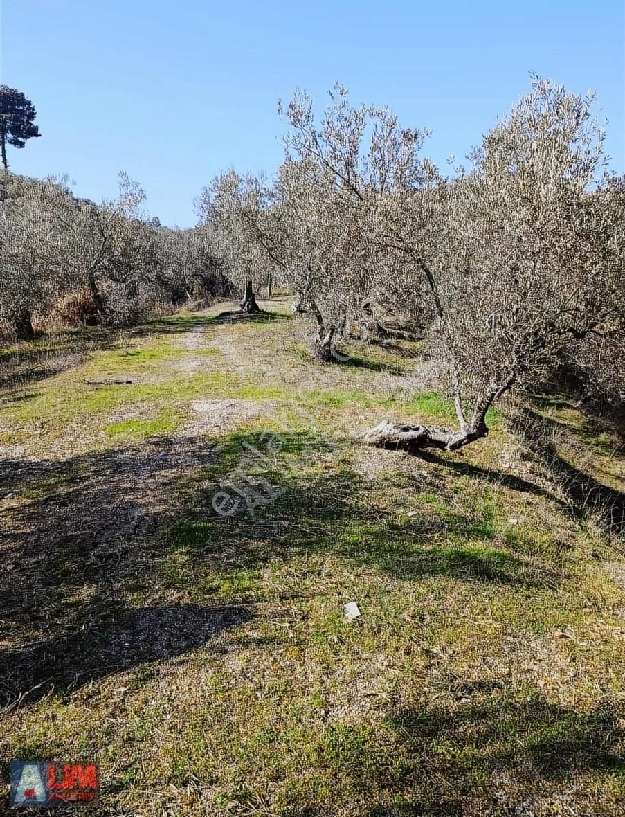 Çanakkale Ayvacık Küçükkuyu Da Satılık Zeytinlik