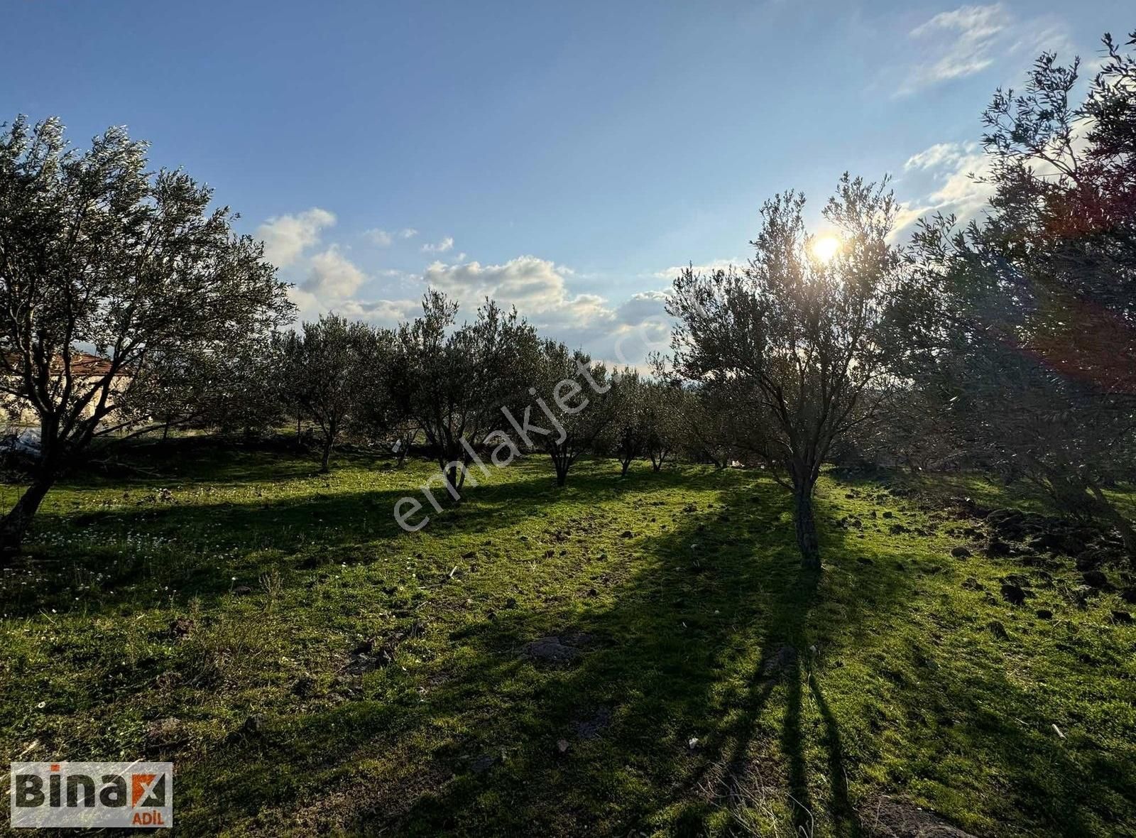 Bergama Sarıcalar Köyün Dibinde Zeytinlik
