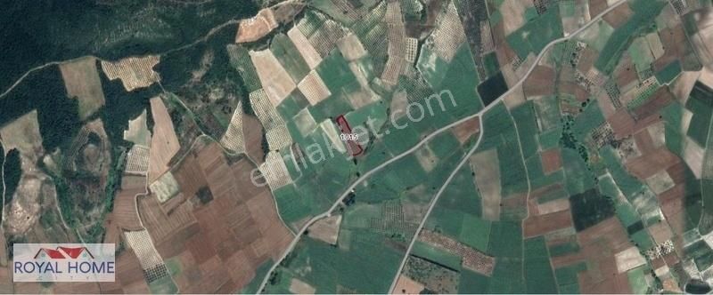 Çamlıca'da Denize 5km Mesafede Asfalta 2. Parsel Önü Hazine - Görsel 3