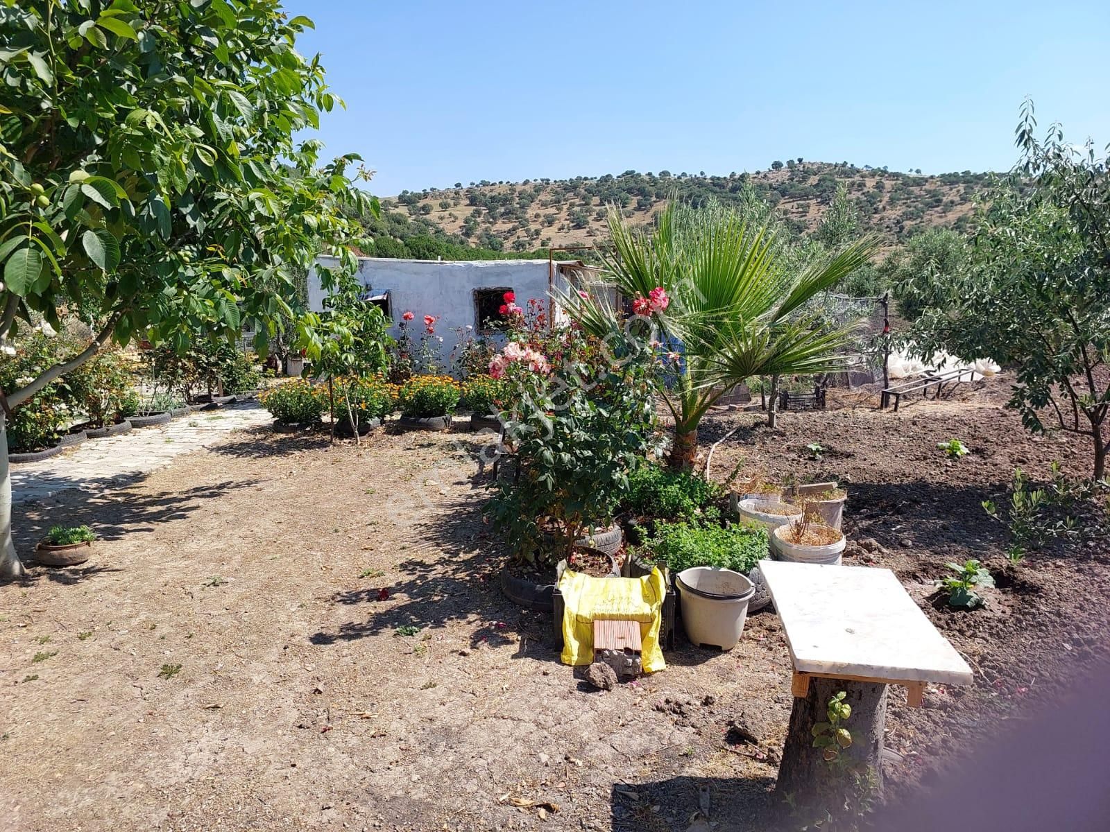 Tarla Resmi Yolu Suyu Elektriği Evi Olan Zeytinlik 8.788 M2 Yatırımlık