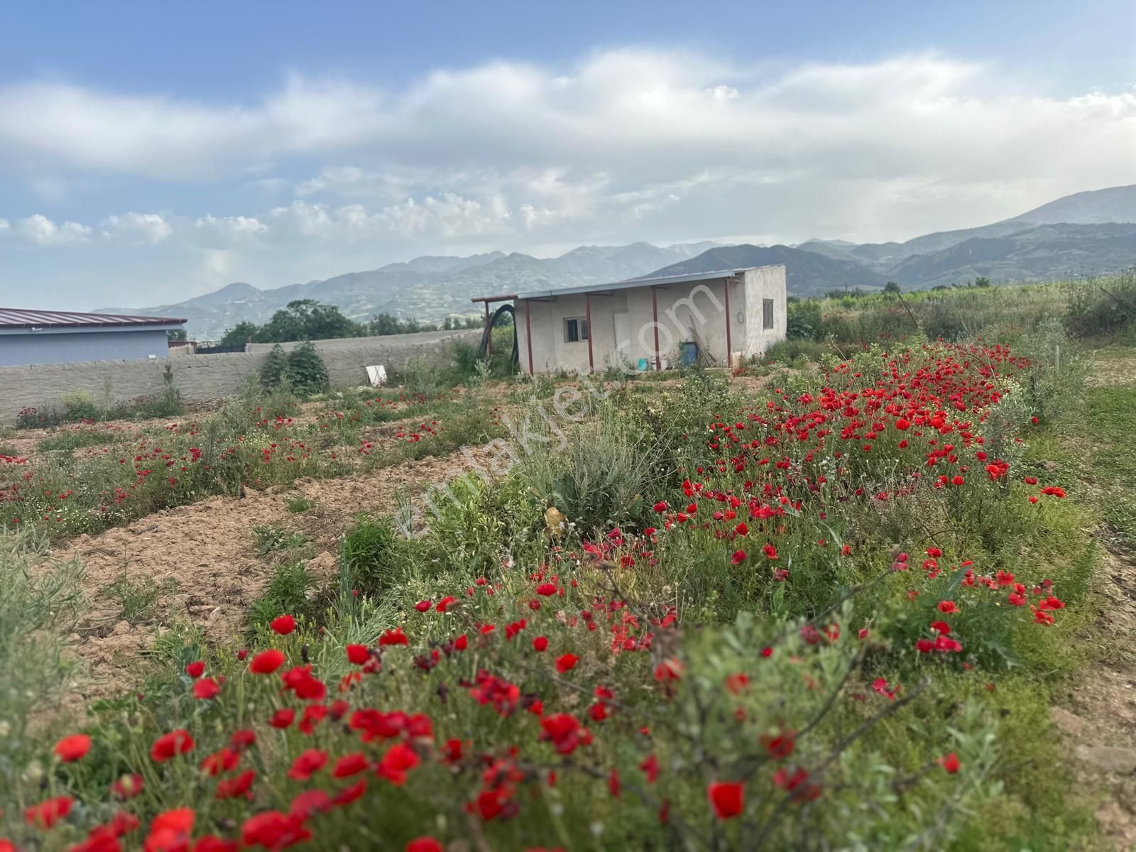 🌿 Akkeçili Yolunda Alaşehir’e 1 Km Mesafede Satılık Hobi Bahçesi! 🏡