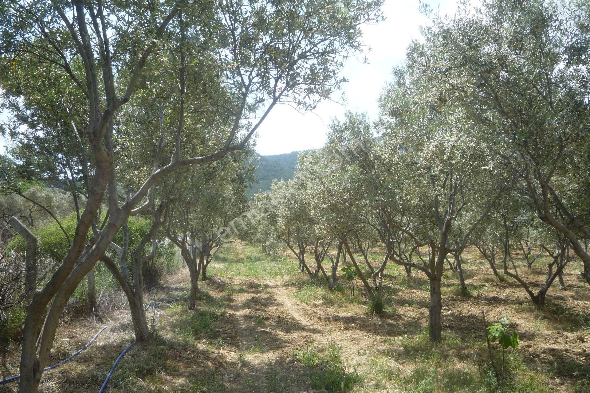 İzmir Torbalı Gold Emlaktan Satılık Harika Bahçeli Ev Ve Dam - Görsel 35