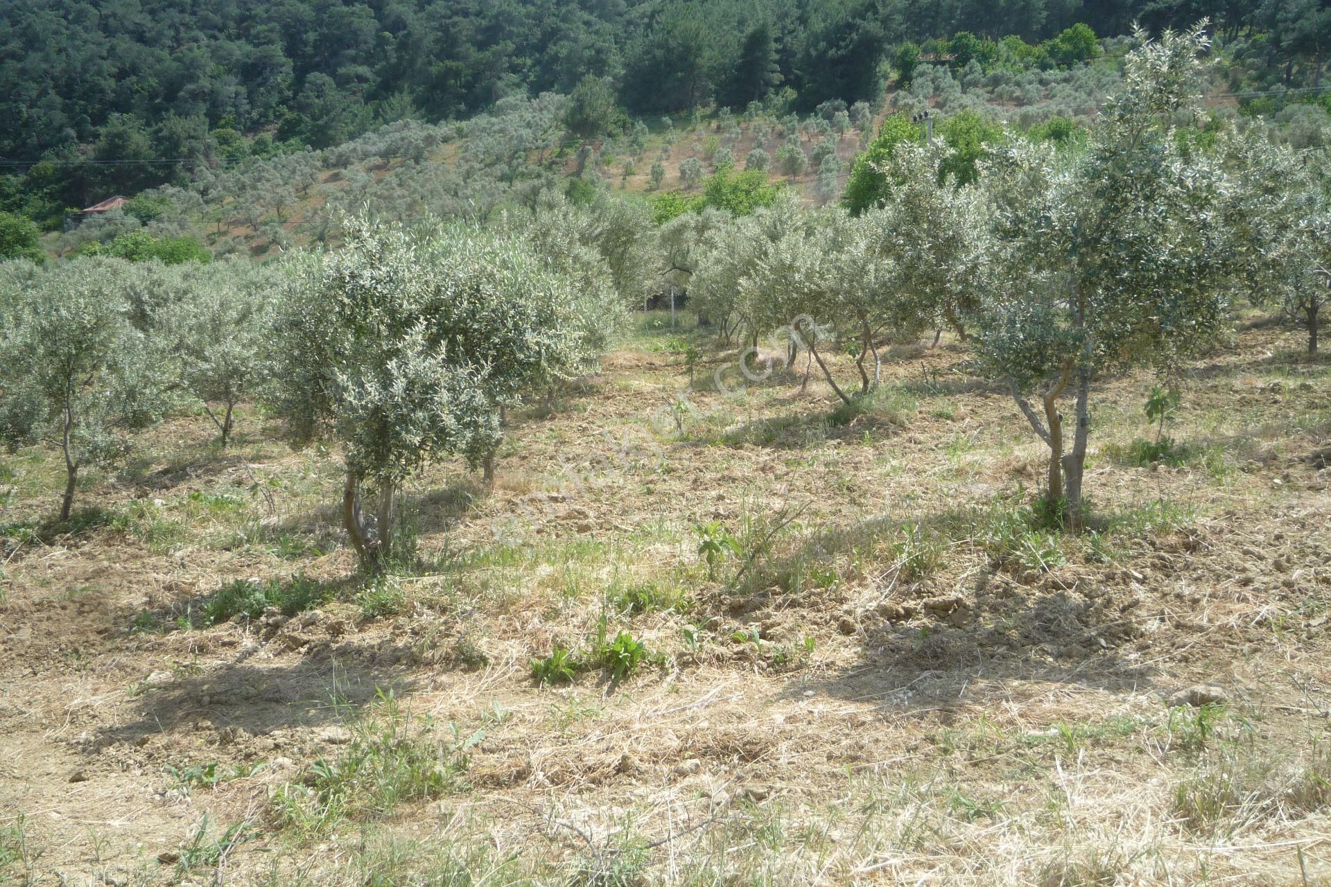 İzmir Torbalı Gold Emlaktan Satılık Harika Bahçeli Ev Ve Dam - Görsel 12