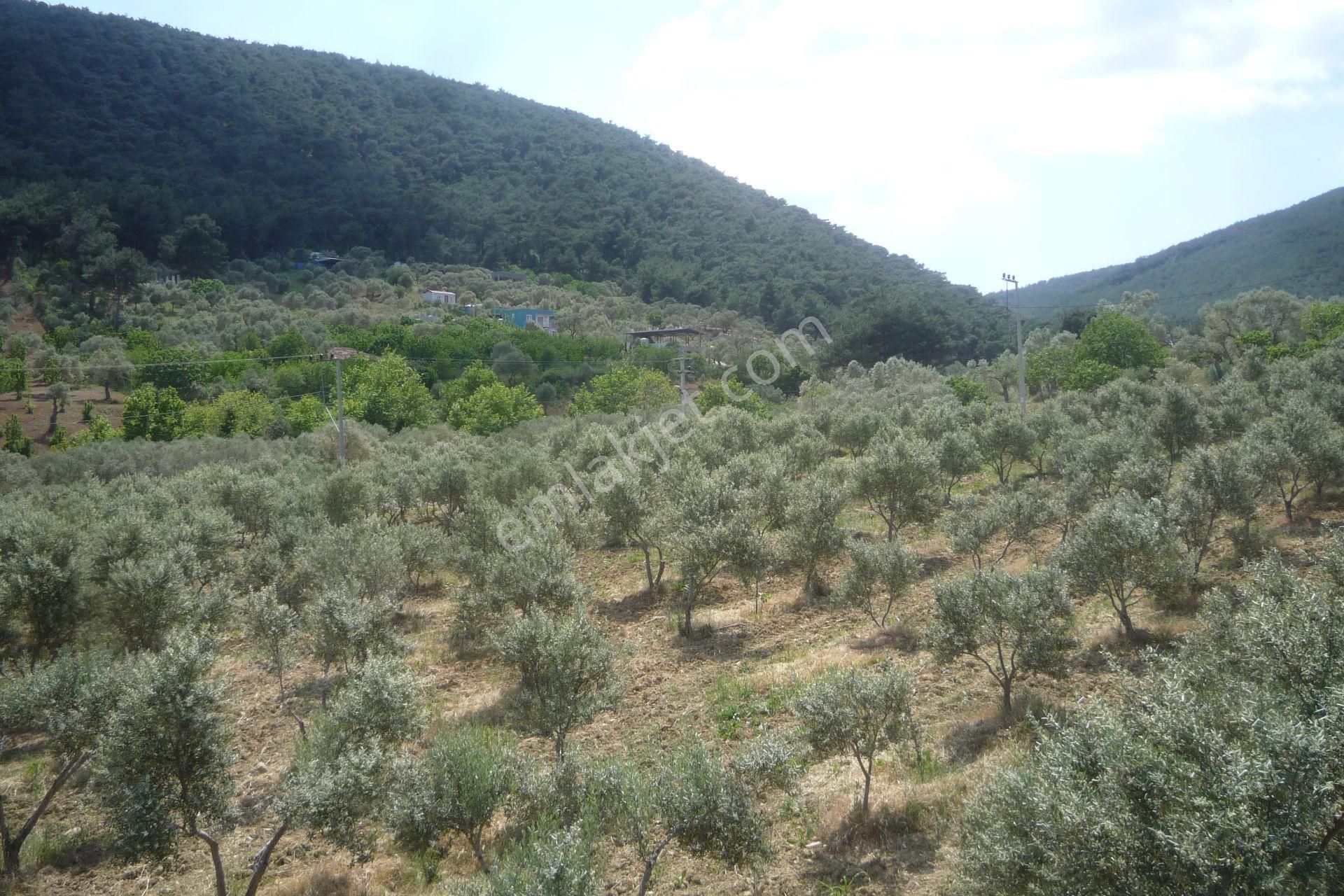 İzmir Torbalı Gold Emlaktan Satılık Harika Bahçeli Ev Ve Dam - Görsel 28
