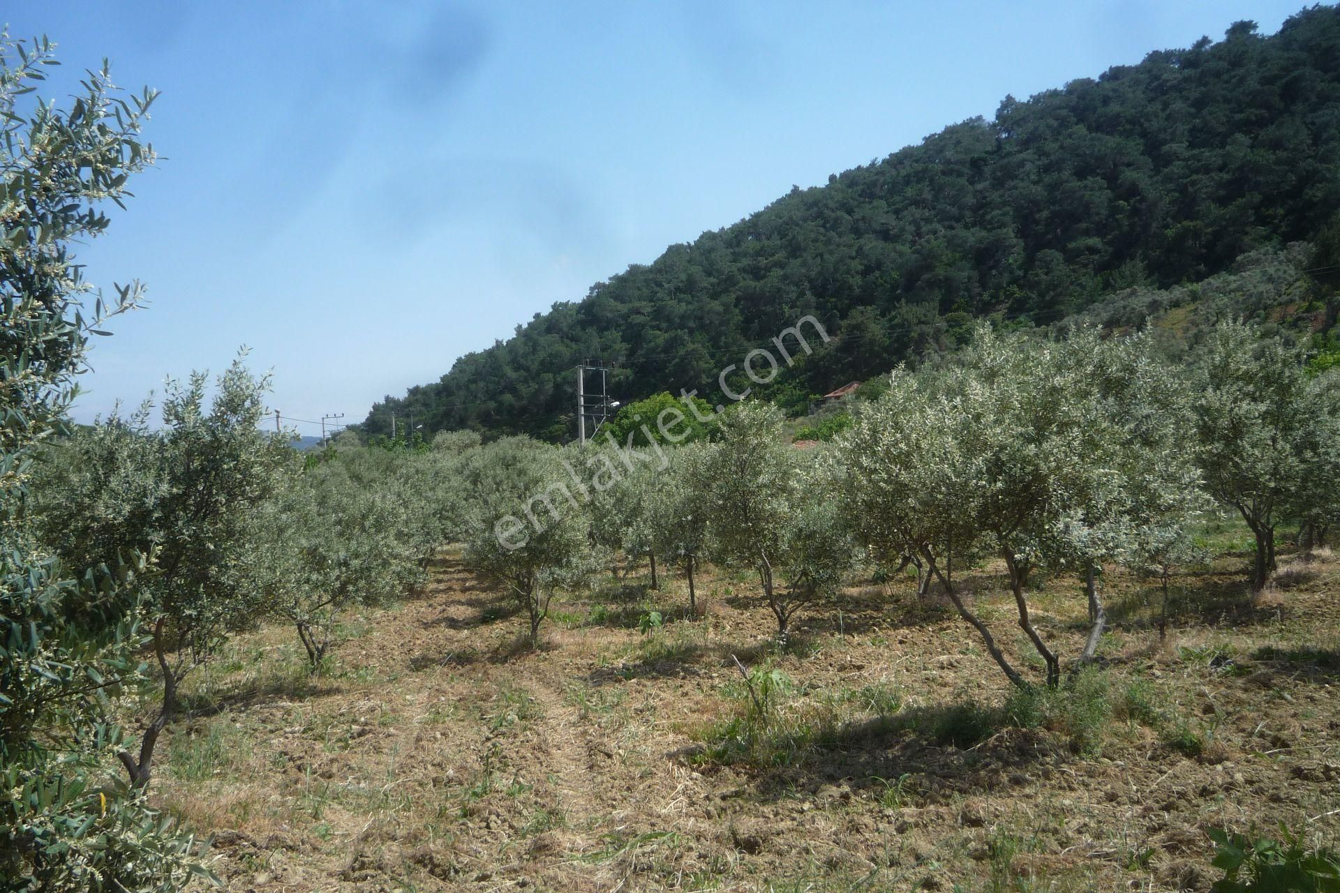 İzmir Torbalı Gold Emlaktan Satılık Harika Bahçeli Ev Ve Dam - Görsel 9