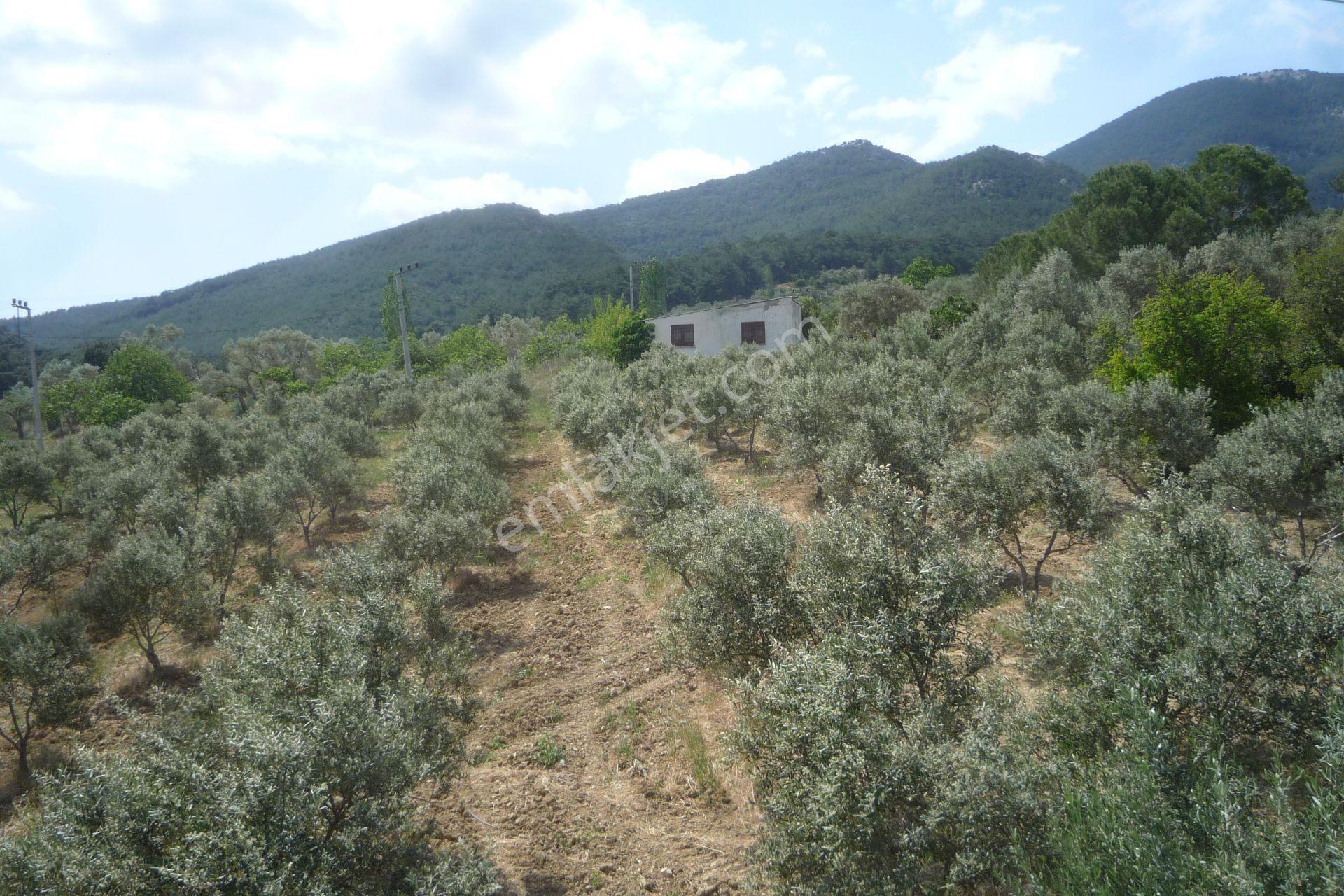 İzmir Torbalı Gold Emlaktan Satılık Harika Bahçeli Ev Ve Dam - Görsel 27