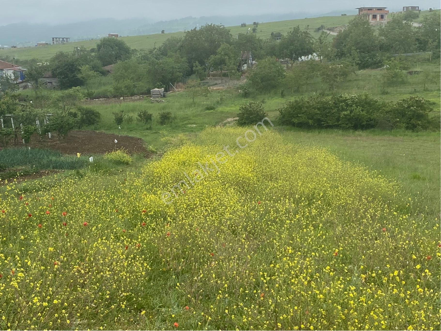 Köyün Hemen Yanın Da Kupon Arazi
