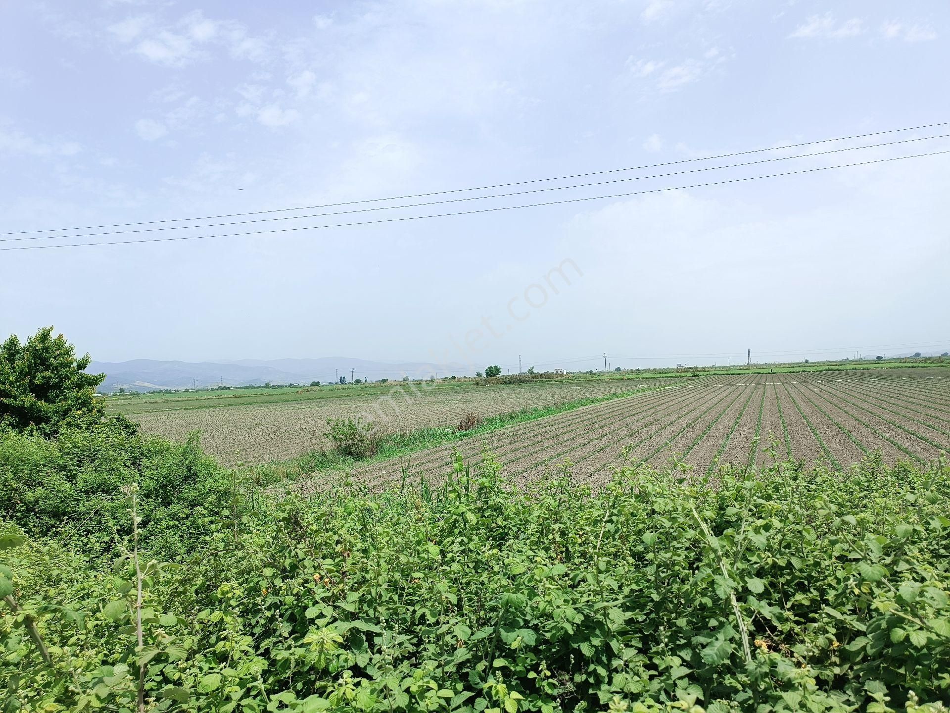 Torbalı Pamukyazı Da Satılık Tarla
