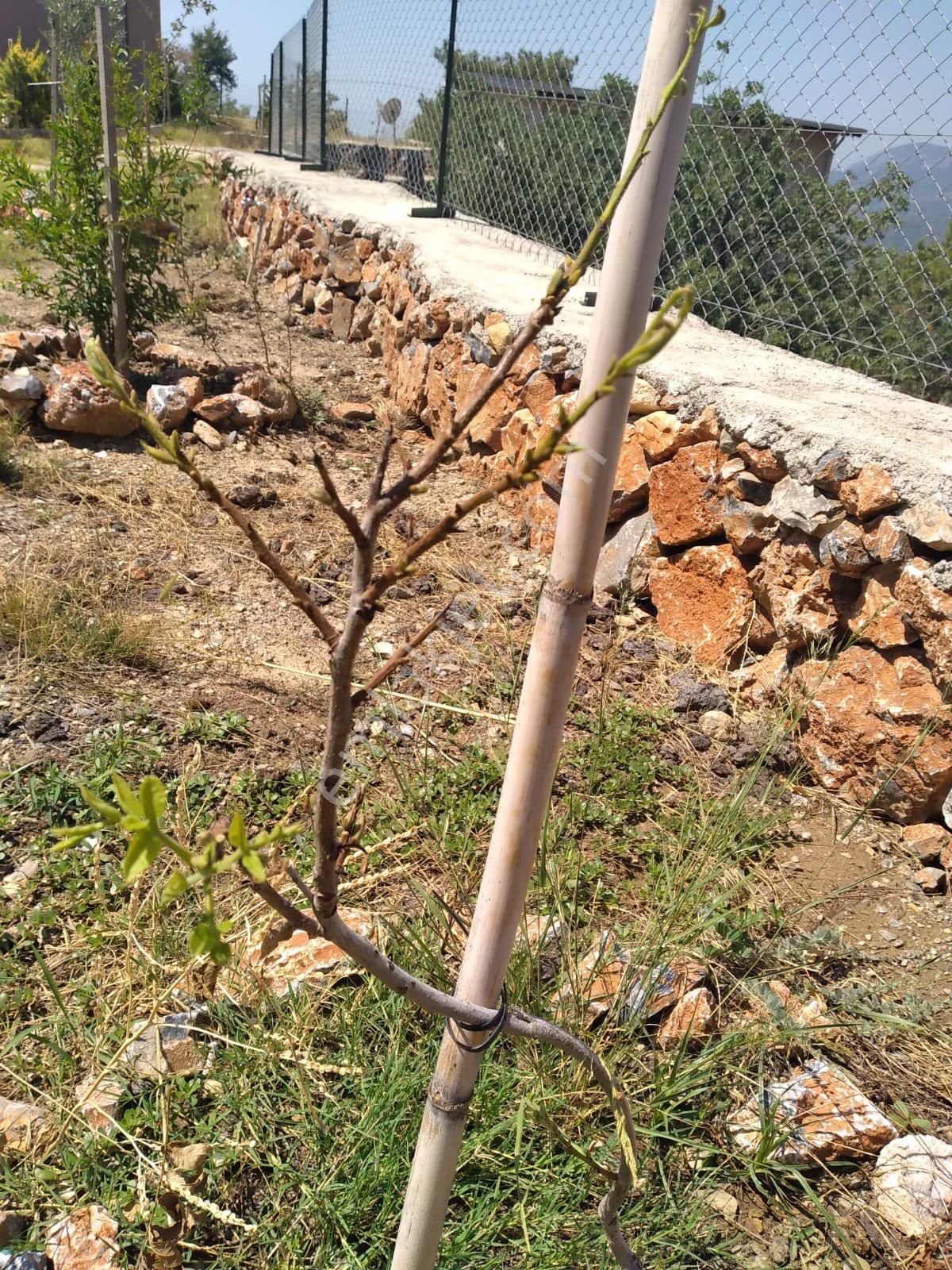 Alanya Bademağacın'da Doğa İçinde Mini Villa - Görsel 10