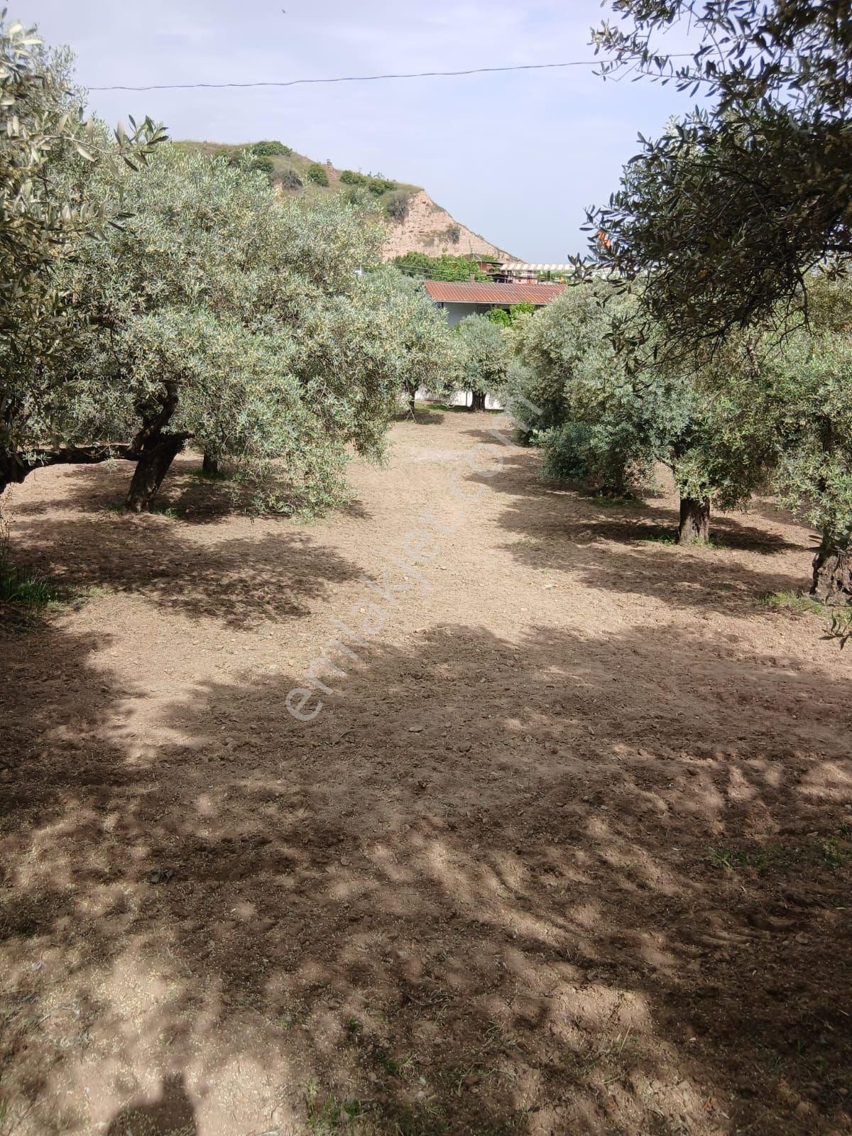 Aydın Yılmazköy'de Satılık Zeytinlik