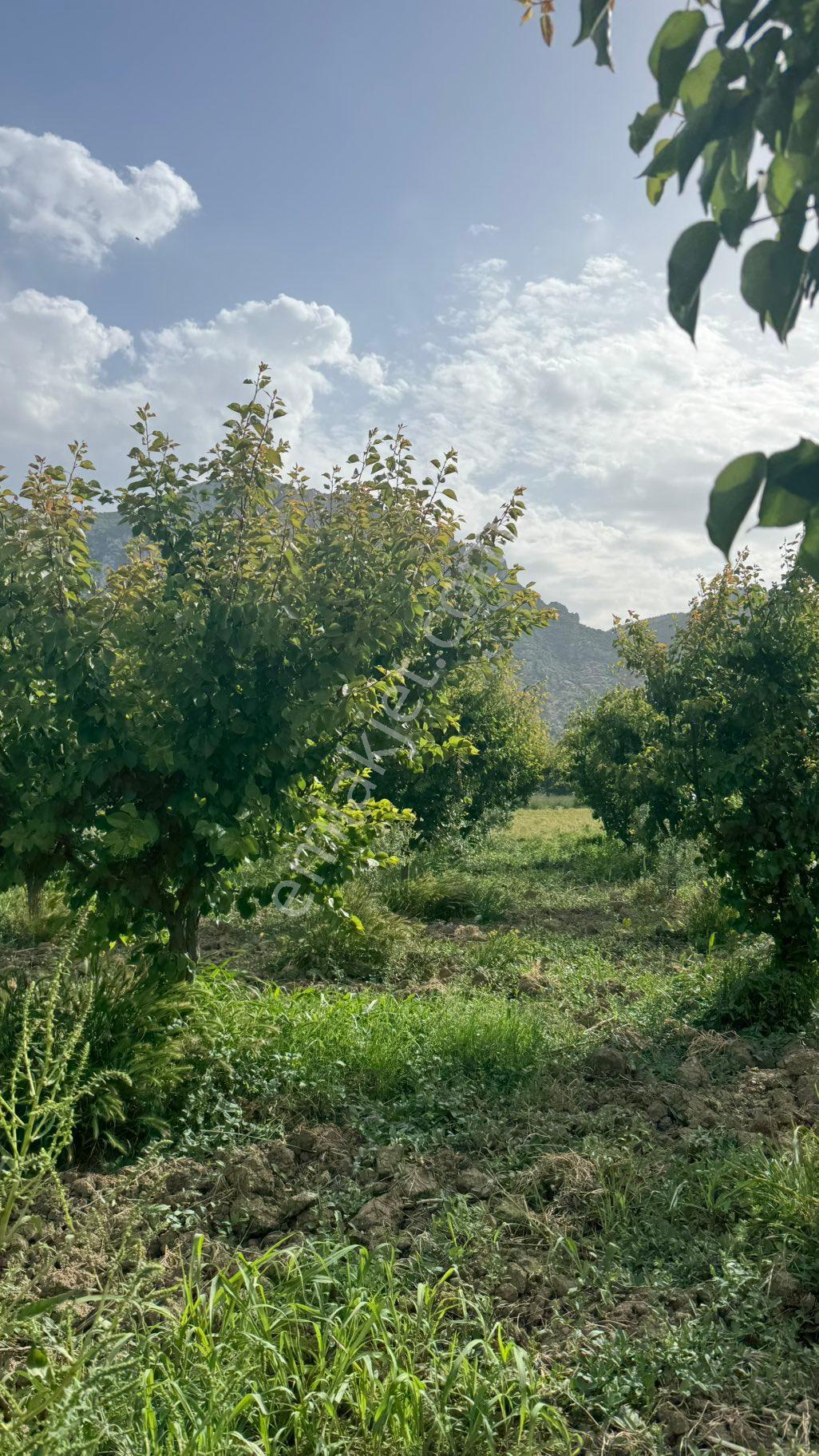 Beyaz Gayrımenkulden Yukarı Cobanisa Mh 4 Dönüm Süper Kayısı Tarlası - Görsel 15