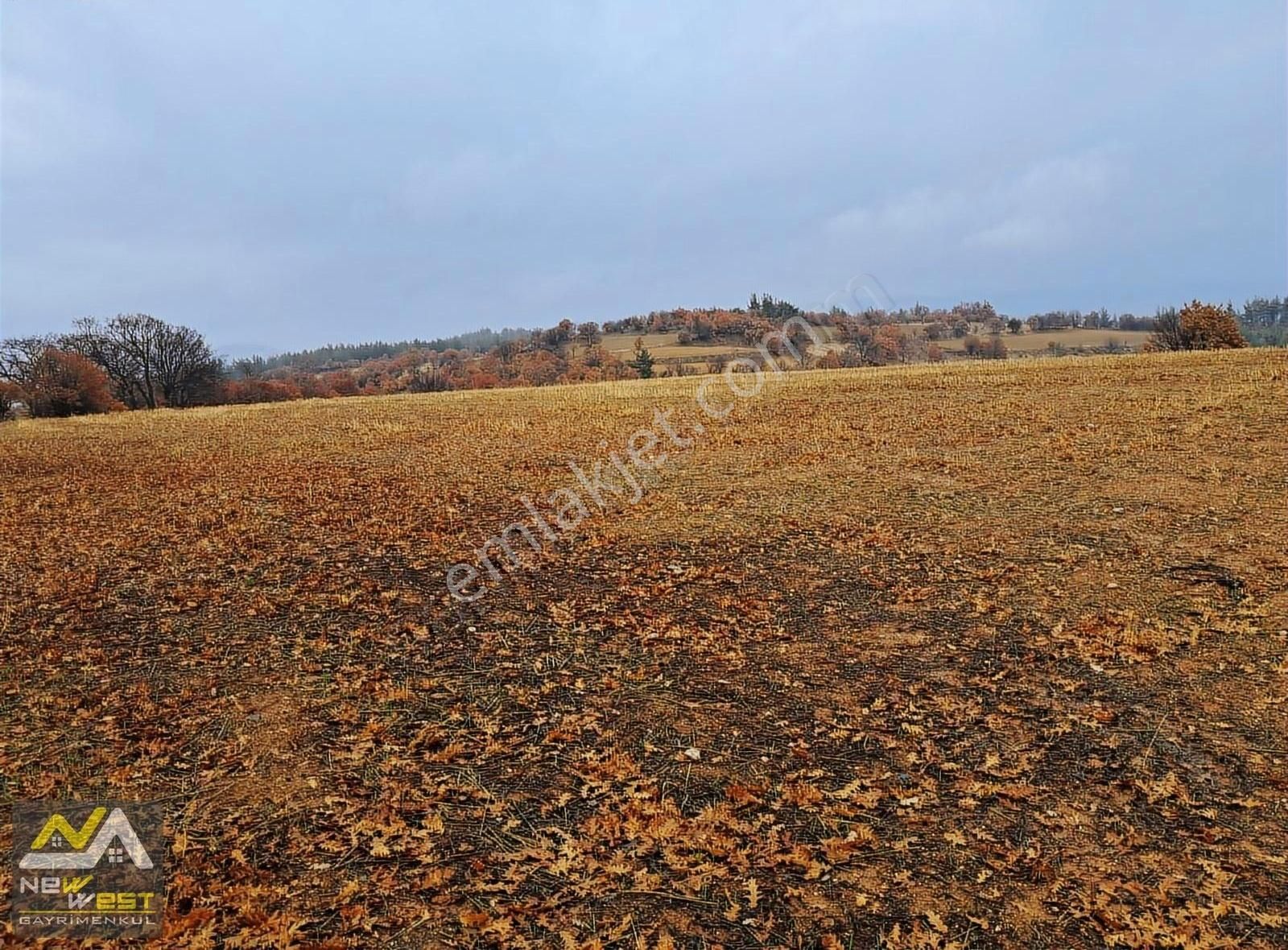 Uşak Merkez Paşacoğlunda Köyiçi Duz Alanda 1700 M2 Hisselı Tarla