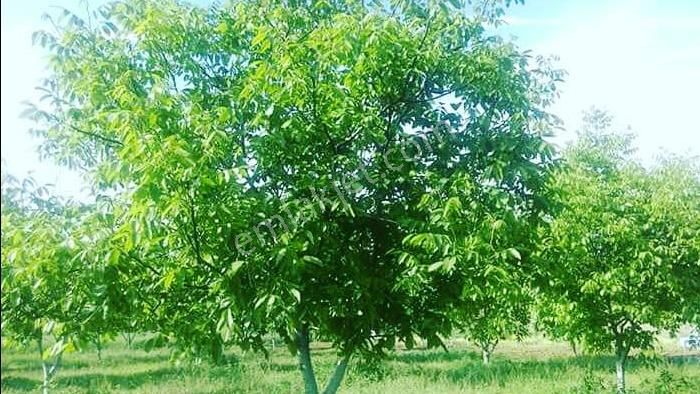 🌾 Satılık Tarla – Bursa / Yenişehir / Subaşı Mahallesi - Görsel 9