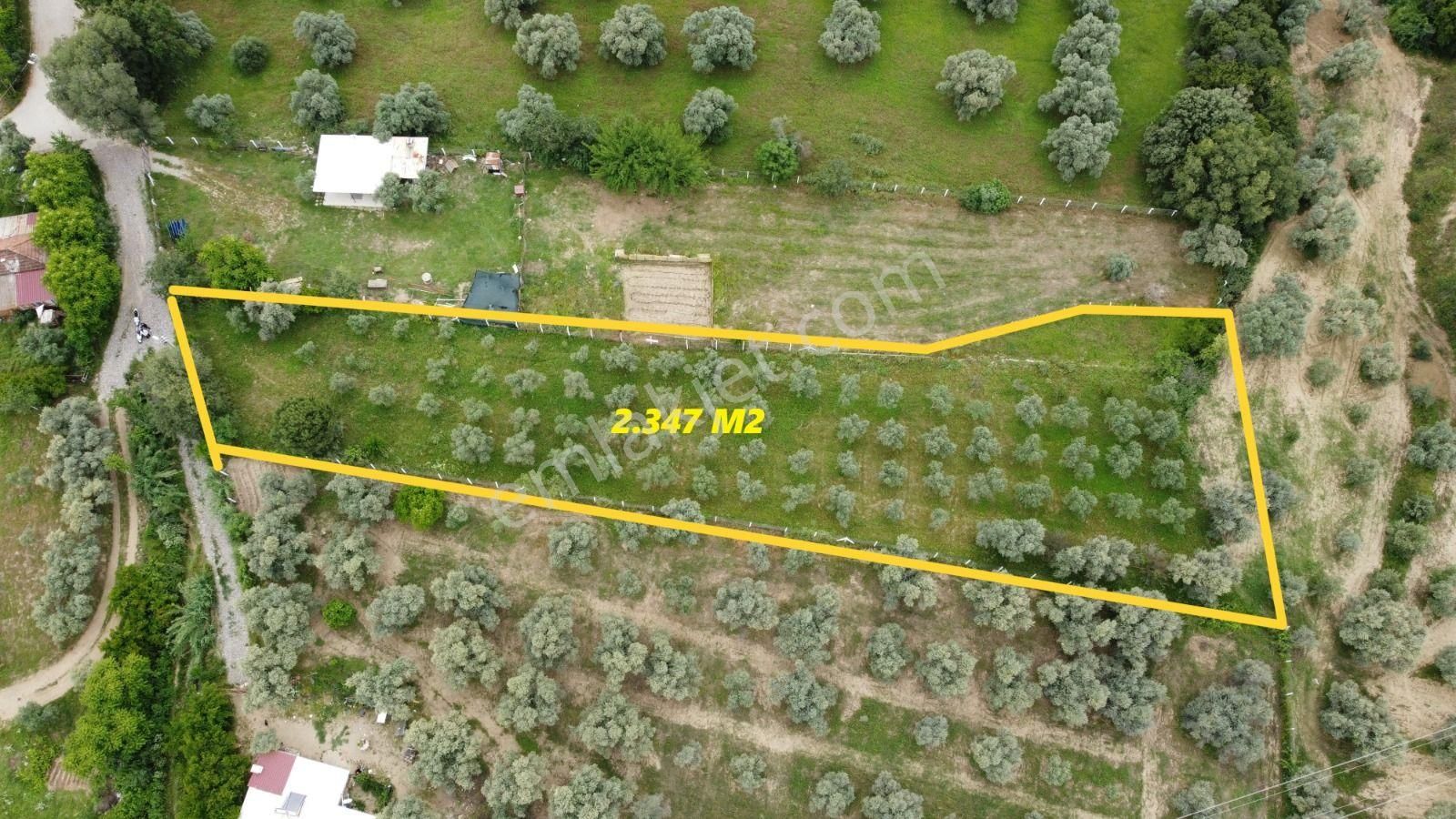 🏡 Göl-san Gayrimenkul’den 🏡📣📣📣 İsabeyli Mah. Villalar Bölgesi 2347 M2 Satılık Zeytinlik 📣📣 📣