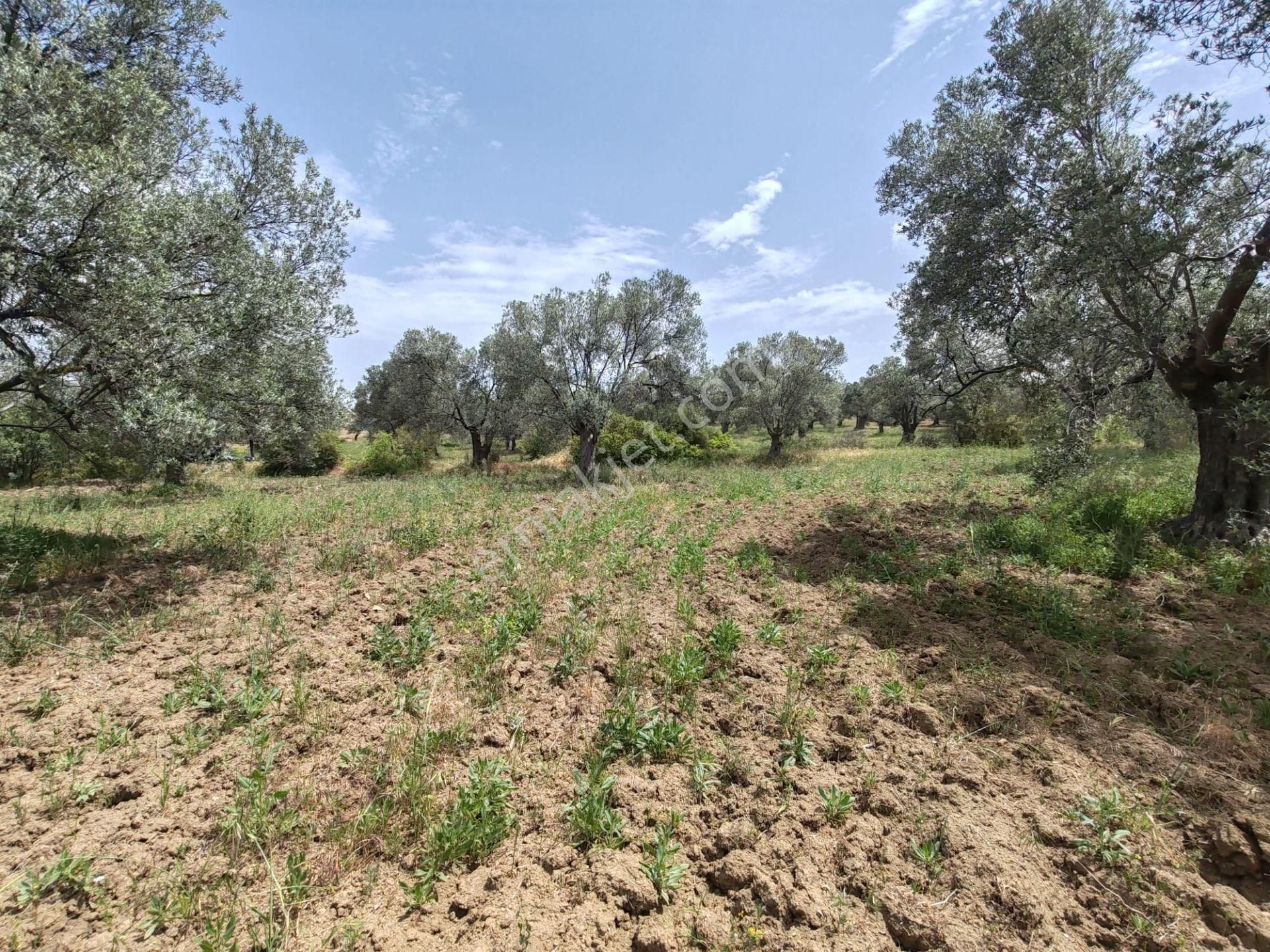 ▀▄artı'dan Pelitköy'de Kadastro Yollu Satılık 9223 M2 Zeytinlik ▀▄ - Görsel 3