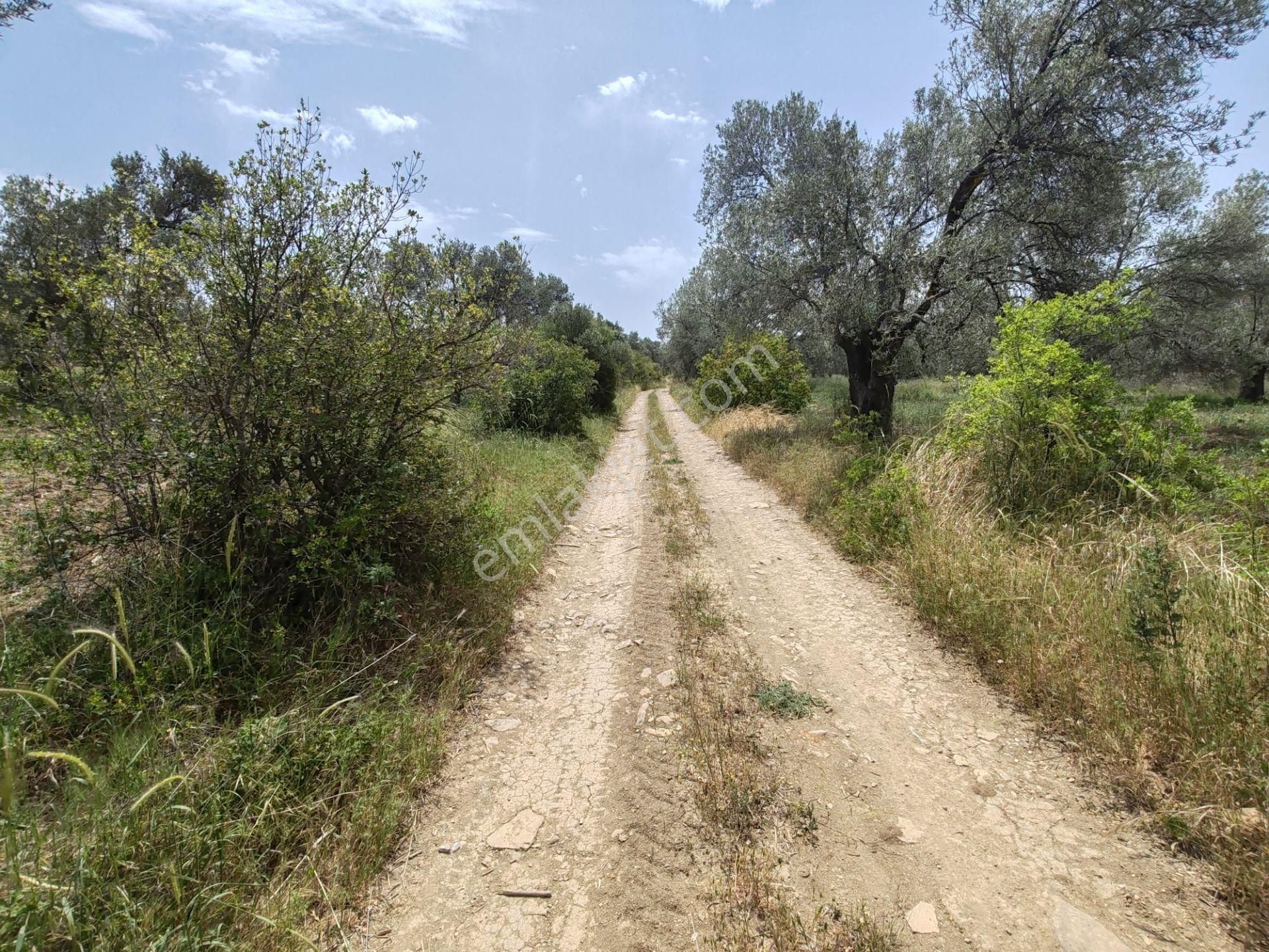 ▀▄artı'dan Pelitköy'de Kadastro Yollu Satılık 9223 M2 Zeytinlik ▀▄ - Görsel 18