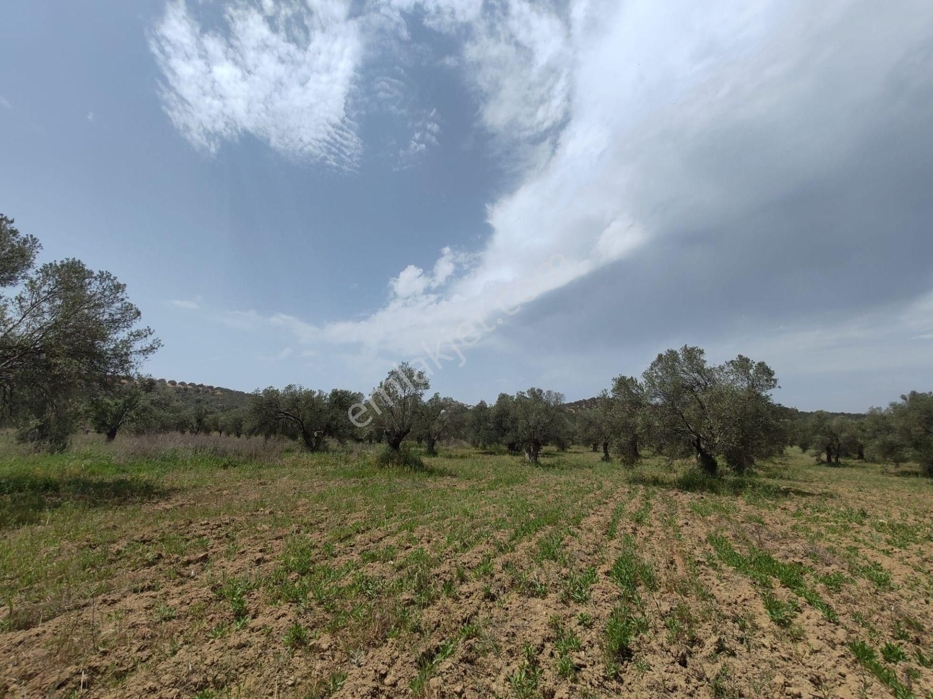 ▀▄artı'dan Pelitköy'de Kadastro Yollu Satılık 9223 M2 Zeytinlik ▀▄ - Görsel 6