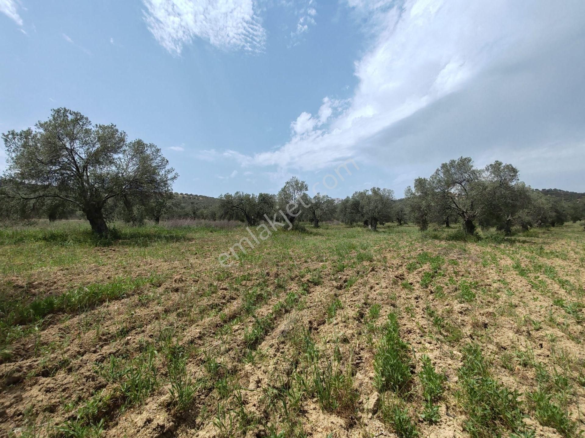 ▀▄artı'dan Pelitköy'de Kadastro Yollu Satılık 9223 M2 Zeytinlik ▀▄ - Görsel 7