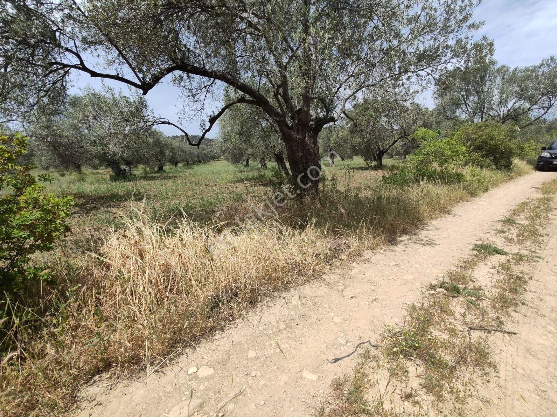 ▀▄artı'dan Pelitköy'de Kadastro Yollu Satılık 9223 M2 Zeytinlik ▀▄ - Görsel 17