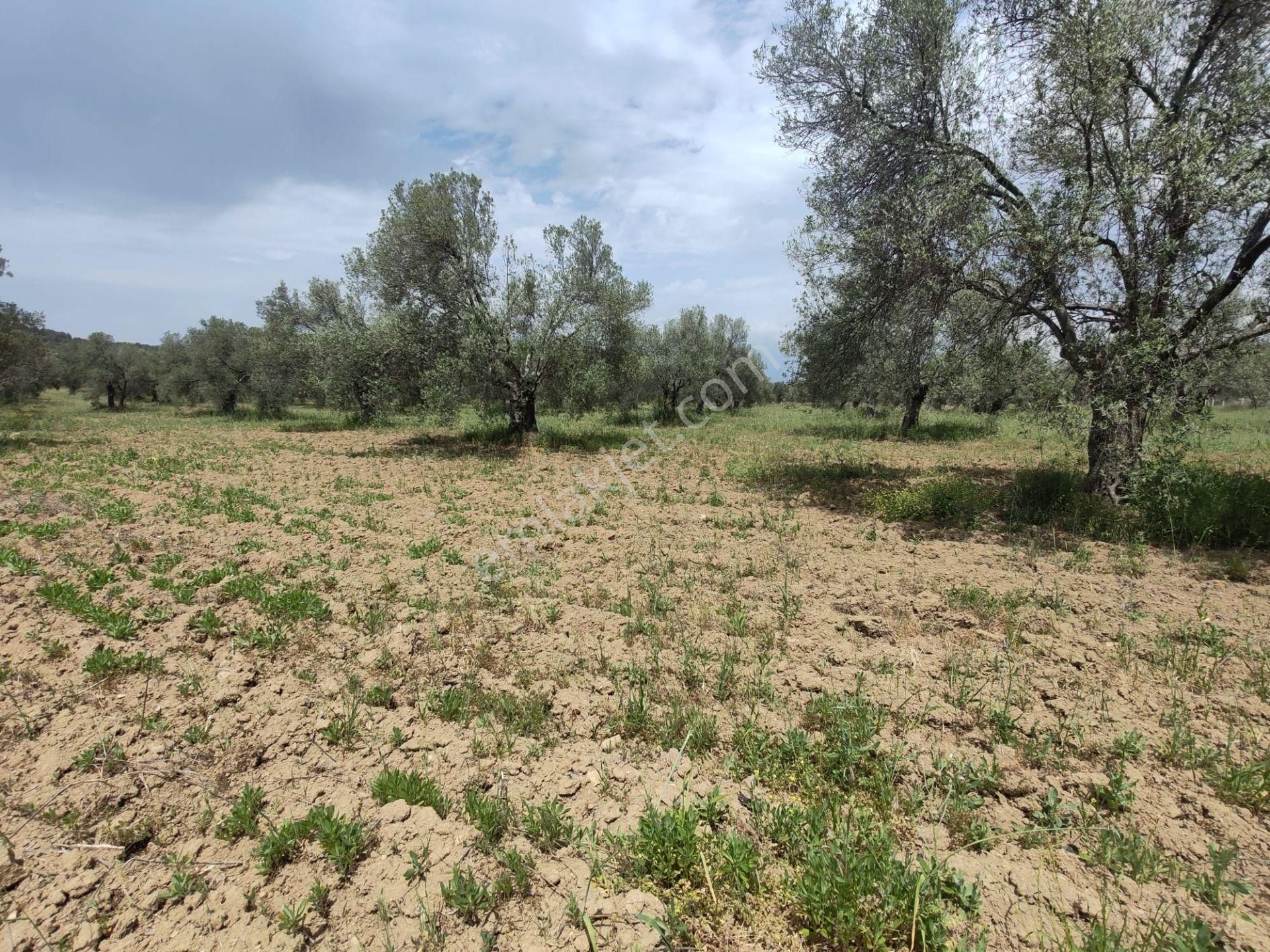 ▀▄artı'dan Pelitköy'de Kadastro Yollu Satılık 9223 M2 Zeytinlik ▀▄ - Görsel 14