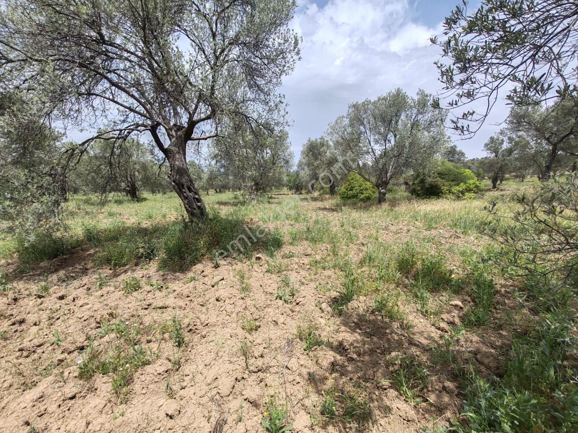 ▀▄artı'dan Pelitköy'de Kadastro Yollu Satılık 9223 M2 Zeytinlik ▀▄ - Görsel 16