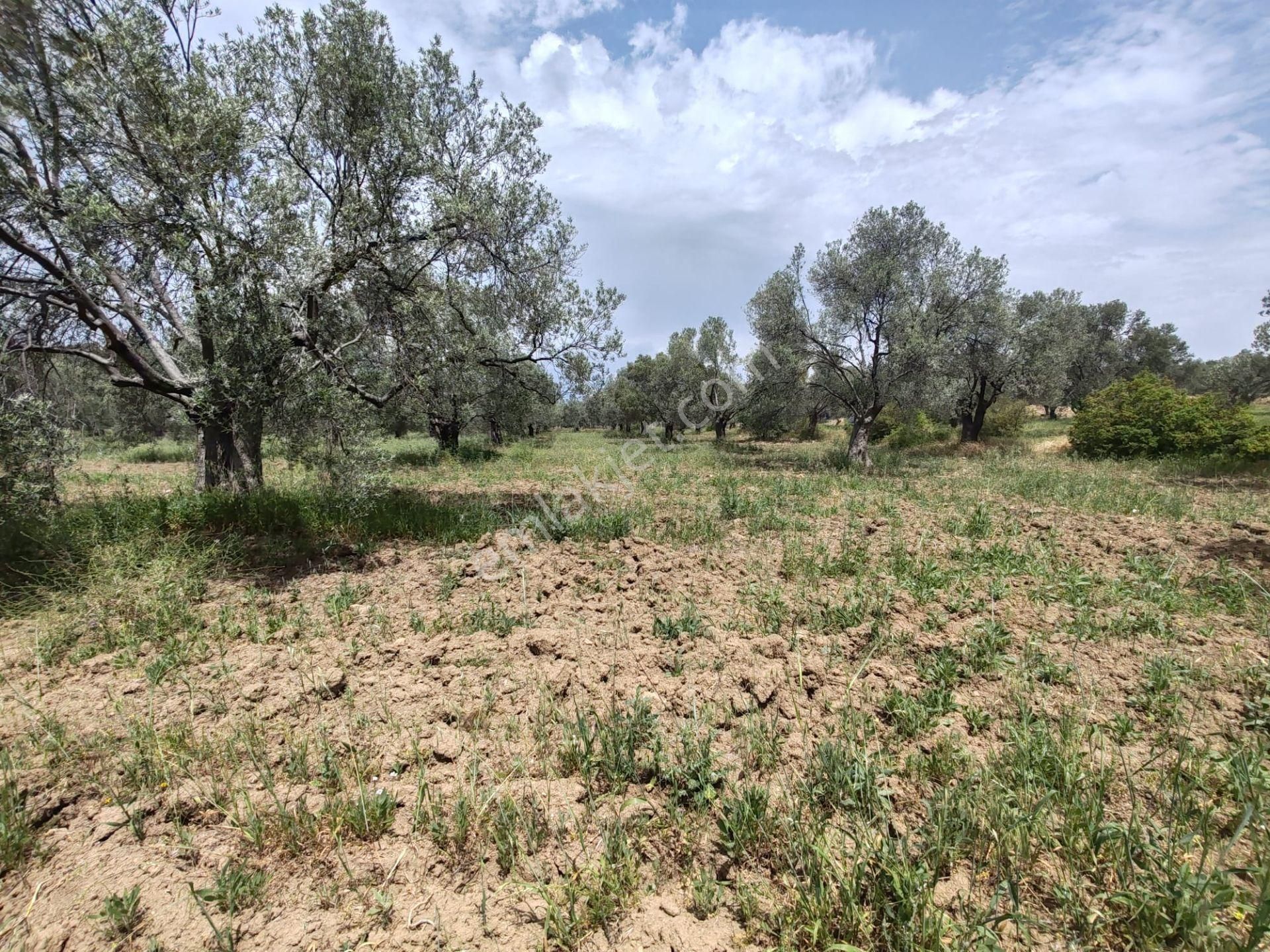 ▀▄artı'dan Pelitköy'de Kadastro Yollu Satılık 9223 M2 Zeytinlik ▀▄ - Görsel 13