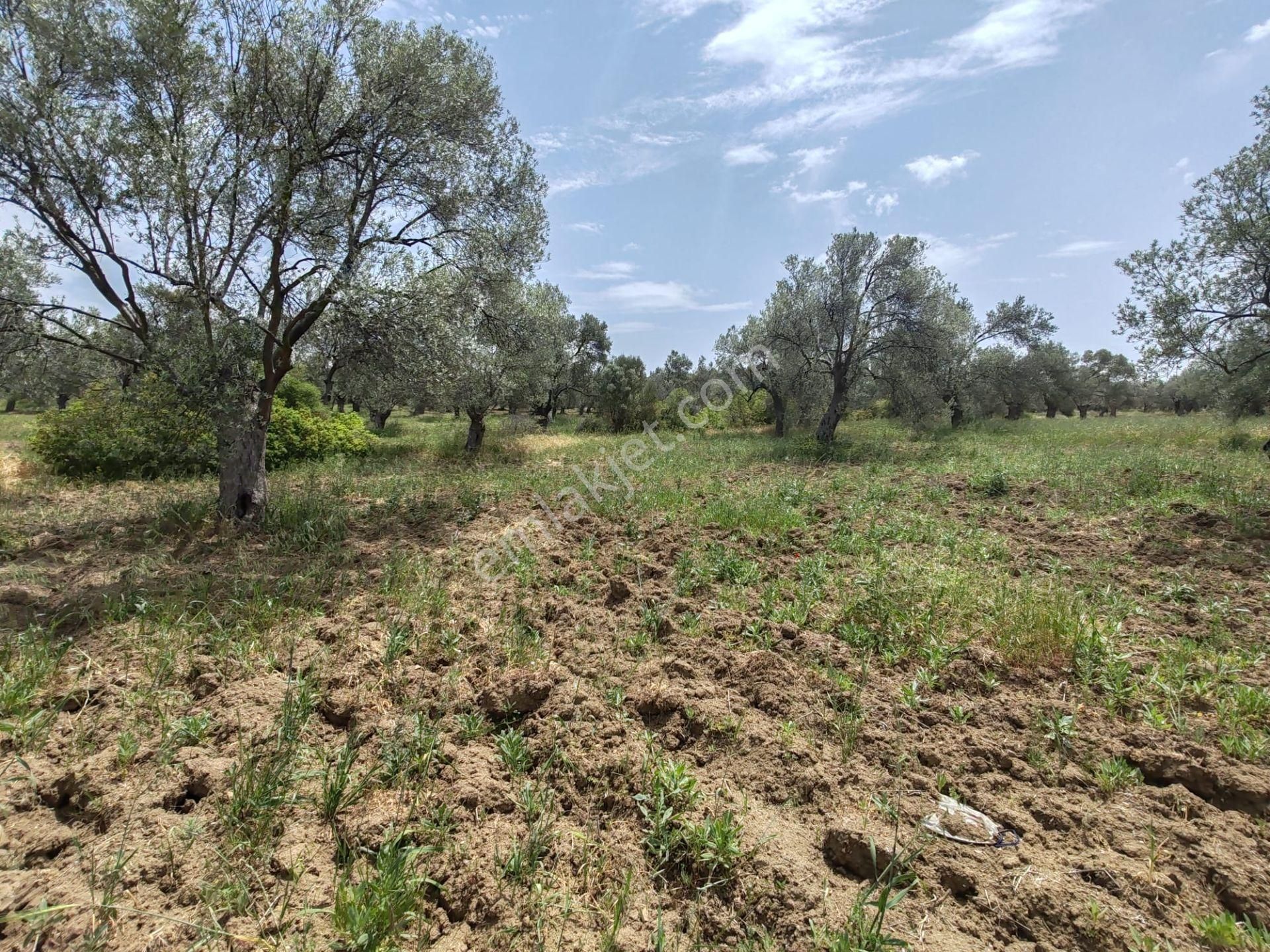 ▀▄artı'dan Pelitköy'de Kadastro Yollu Satılık 9223 M2 Zeytinlik ▀▄ - Görsel 2