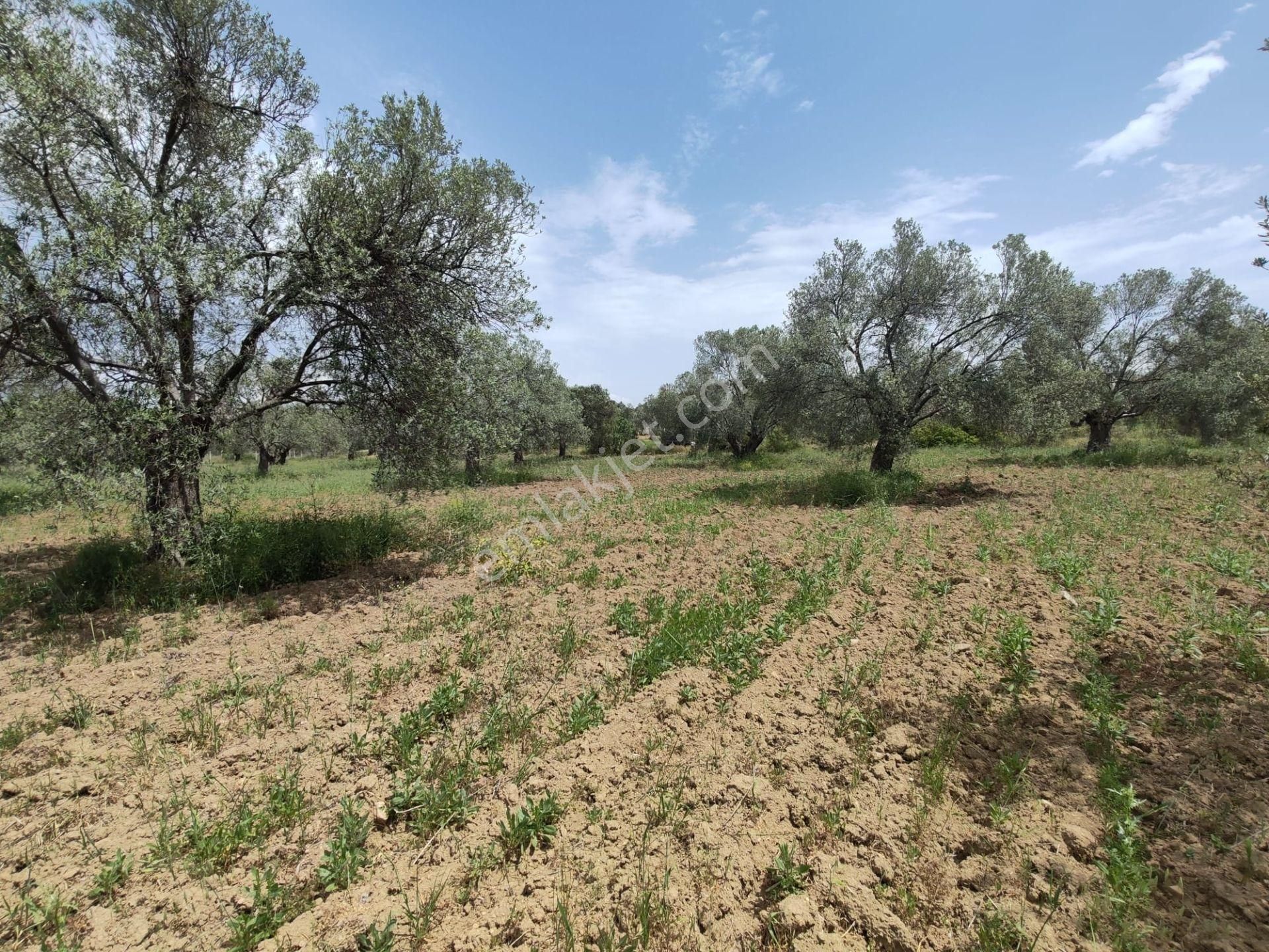 ▀▄artı'dan Pelitköy'de Kadastro Yollu Satılık 9223 M2 Zeytinlik ▀▄ - Görsel 4
