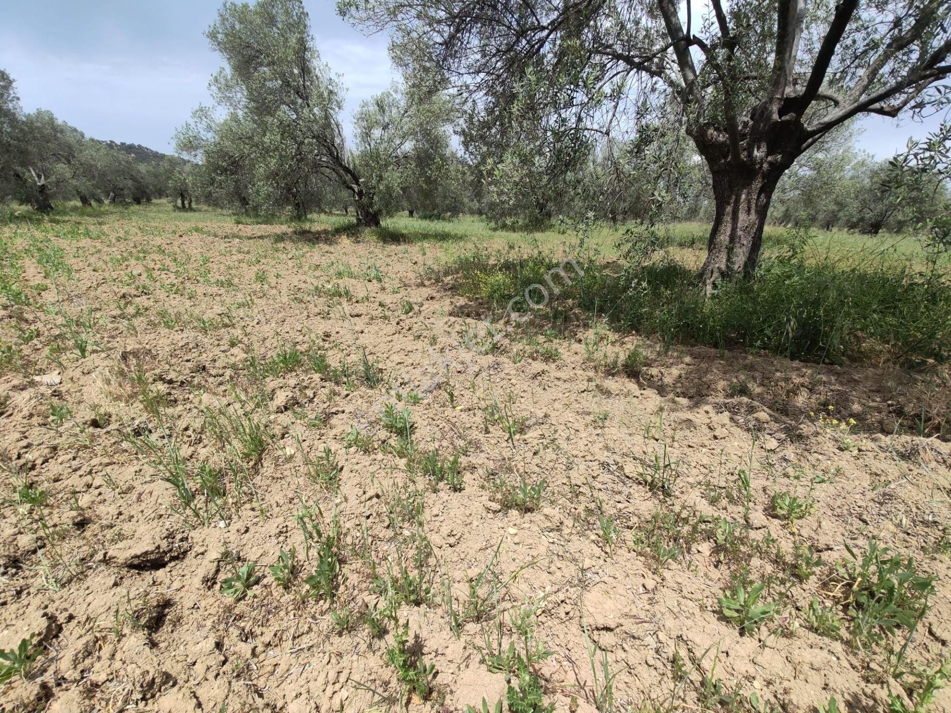 ▀▄artı'dan Pelitköy'de Kadastro Yollu Satılık 9223 M2 Zeytinlik ▀▄ - Görsel 9
