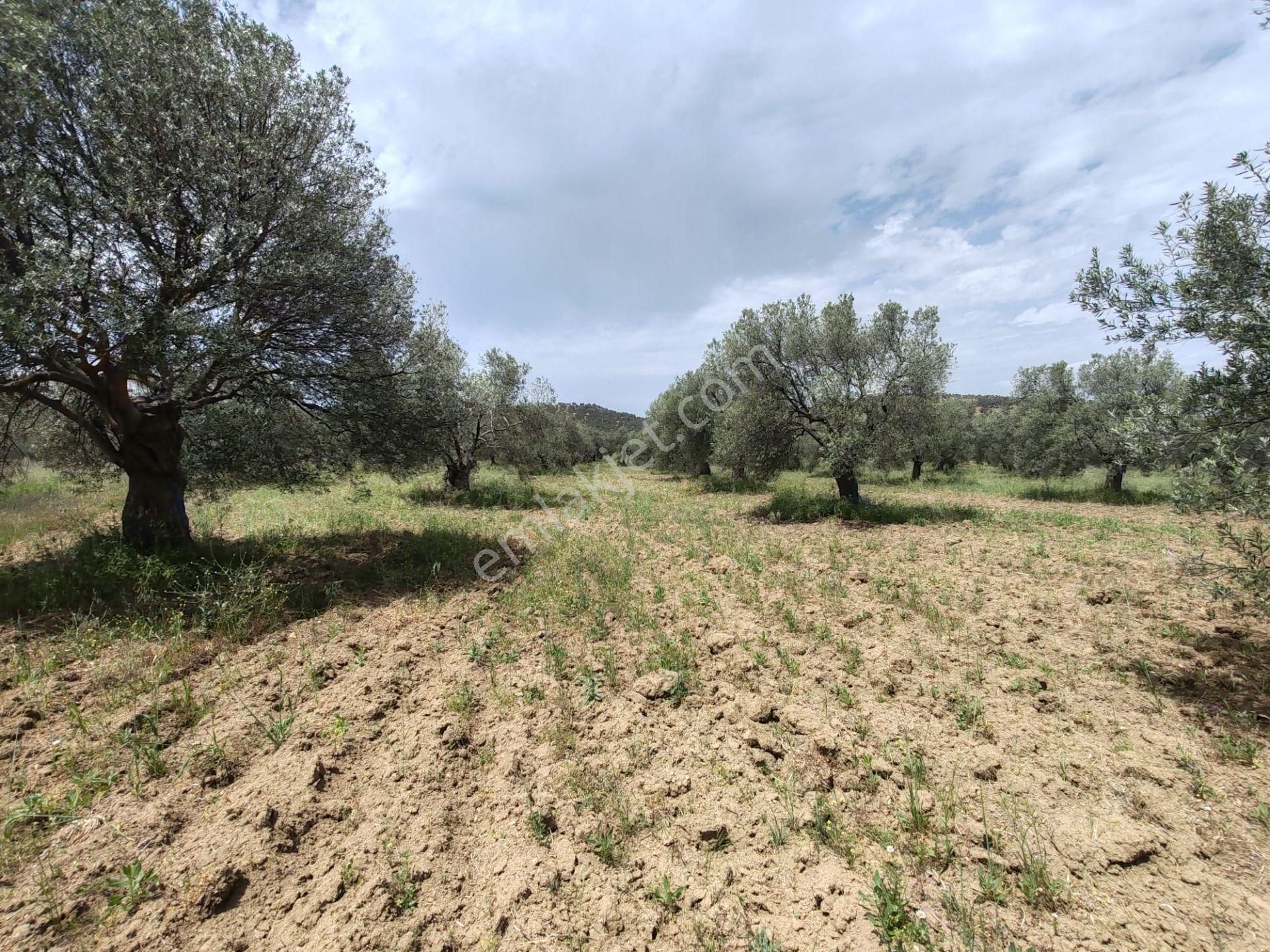 ▀▄artı'dan Pelitköy'de Kadastro Yollu Satılık 9223 M2 Zeytinlik ▀▄ - Görsel 12