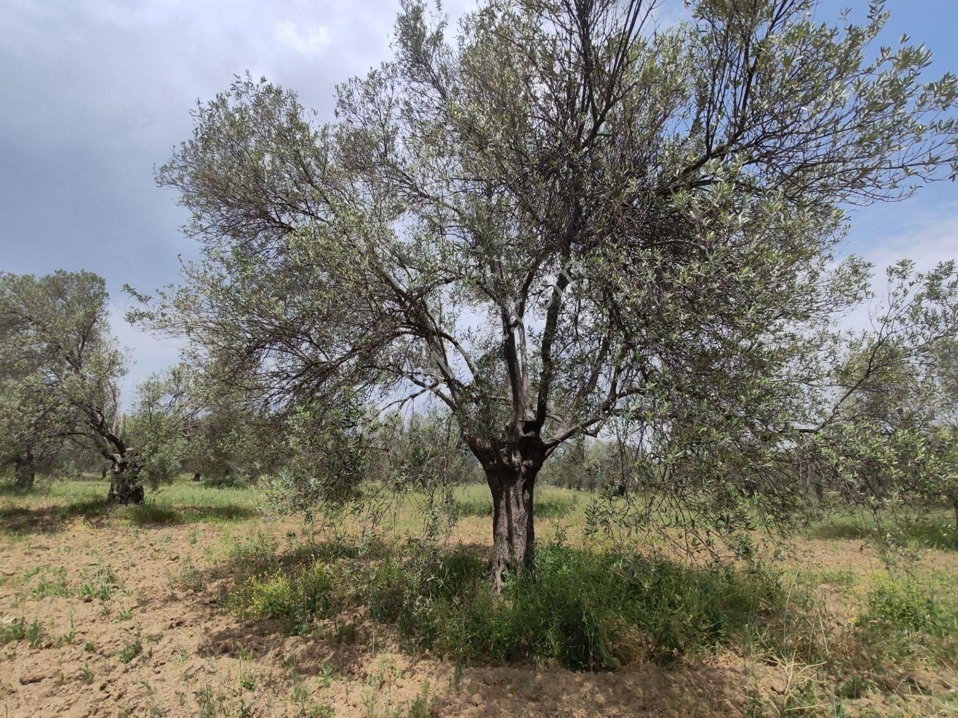 ▀▄artı'dan Pelitköy'de Kadastro Yollu Satılık 9223 M2 Zeytinlik ▀▄ - Görsel 8
