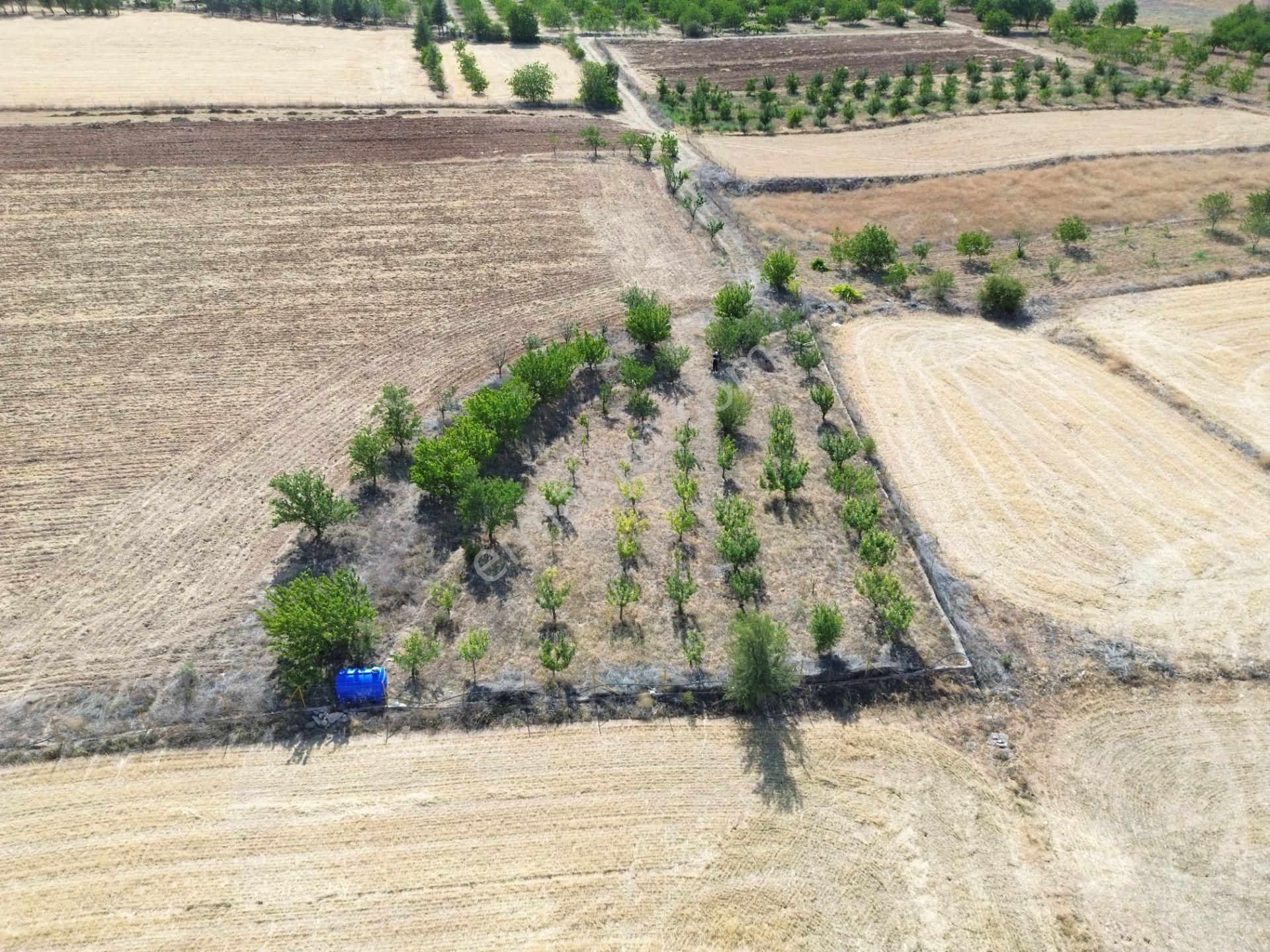 Korkuteli Yeltende Acil Satılık Hazır Yetişmiş Ağaçları İle Sulak Bahçee - Görsel 17