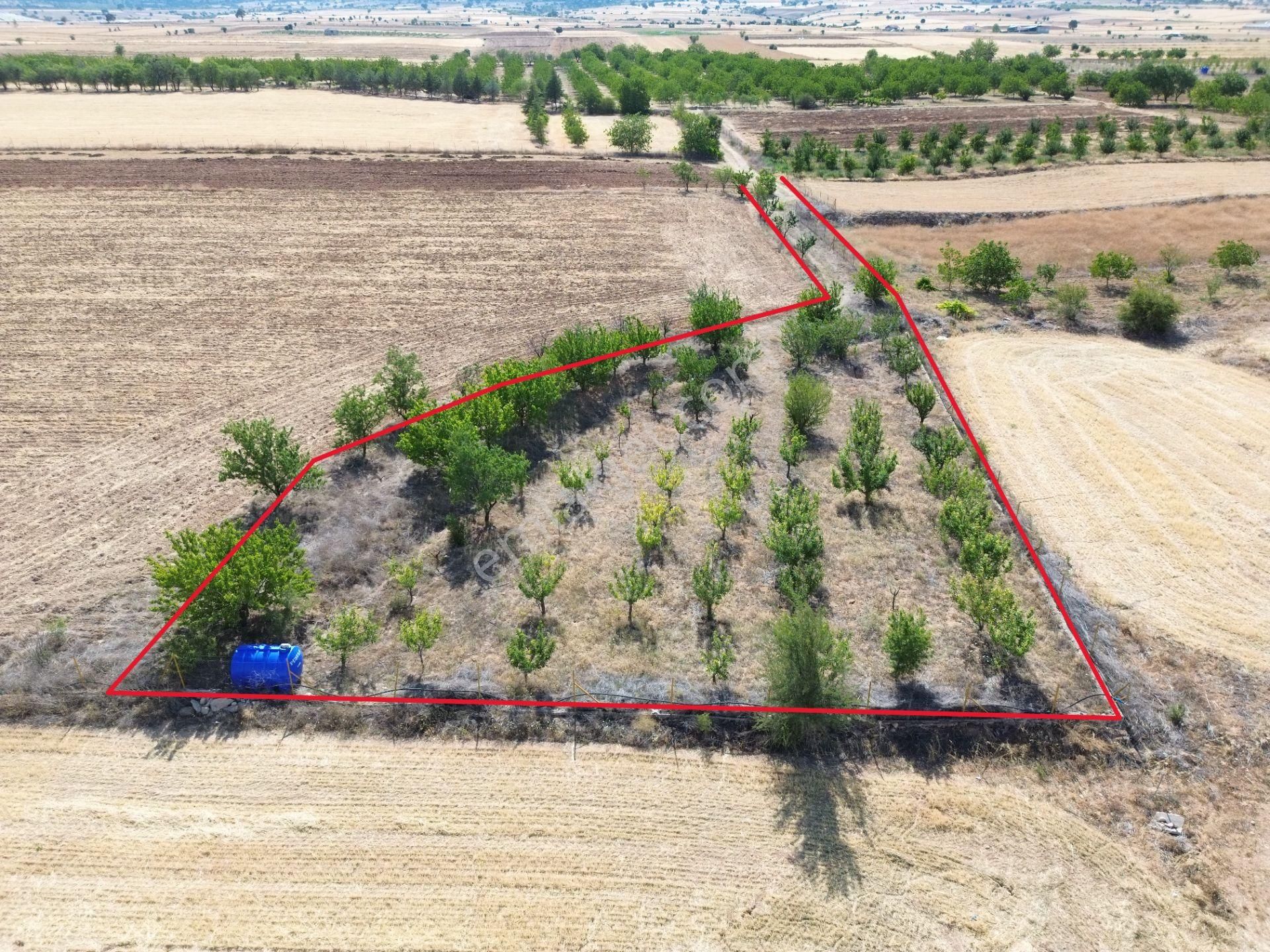 Korkuteli Yeltende Acil Satılık Hazır Yetişmiş Ağaçları İle Sulak Bahçee Etrafı Telle Çevrili