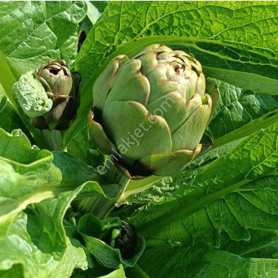 Yatırımlık Kaçırılmayacak Verimli Enginar Tarlası