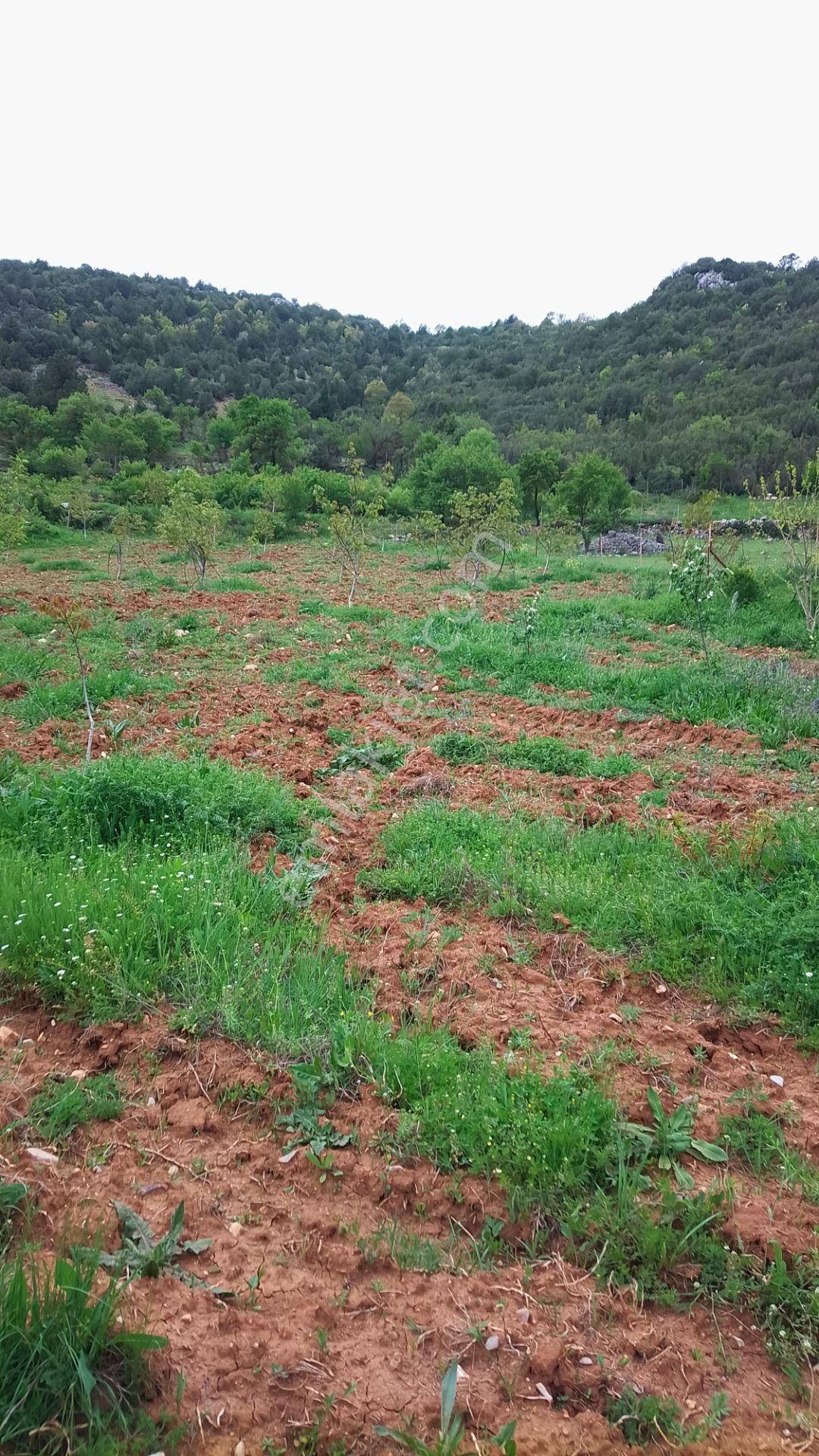 Burdur Ağlasun Hisarköy Muhteşem Konumda Yol Su Sorunu Olmayan Satılık Tarla - Görsel 8