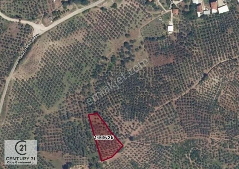 C21 Cius; Muratoba'da Fırsat Zeytinlikyolu Var