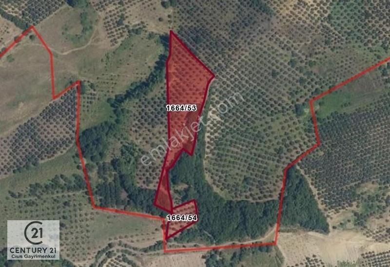 C21 Cius; Muratoba'da 8090 M2 Zeytinlik
