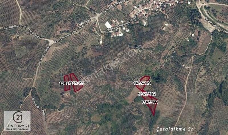 C21 Cius; Muratoba'da 2048 M2 Zeytinlik