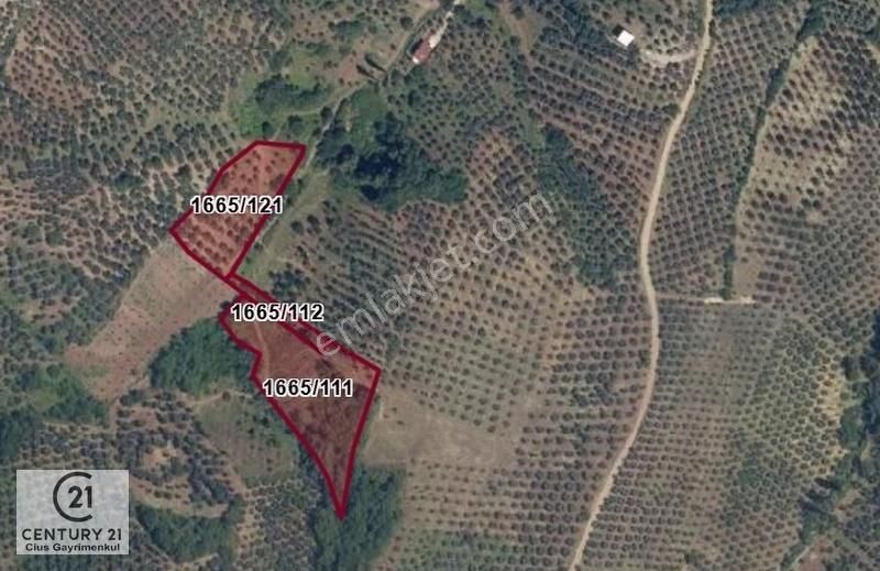 C21 Cius; Muratoba'da Zeytinlik 584 M2